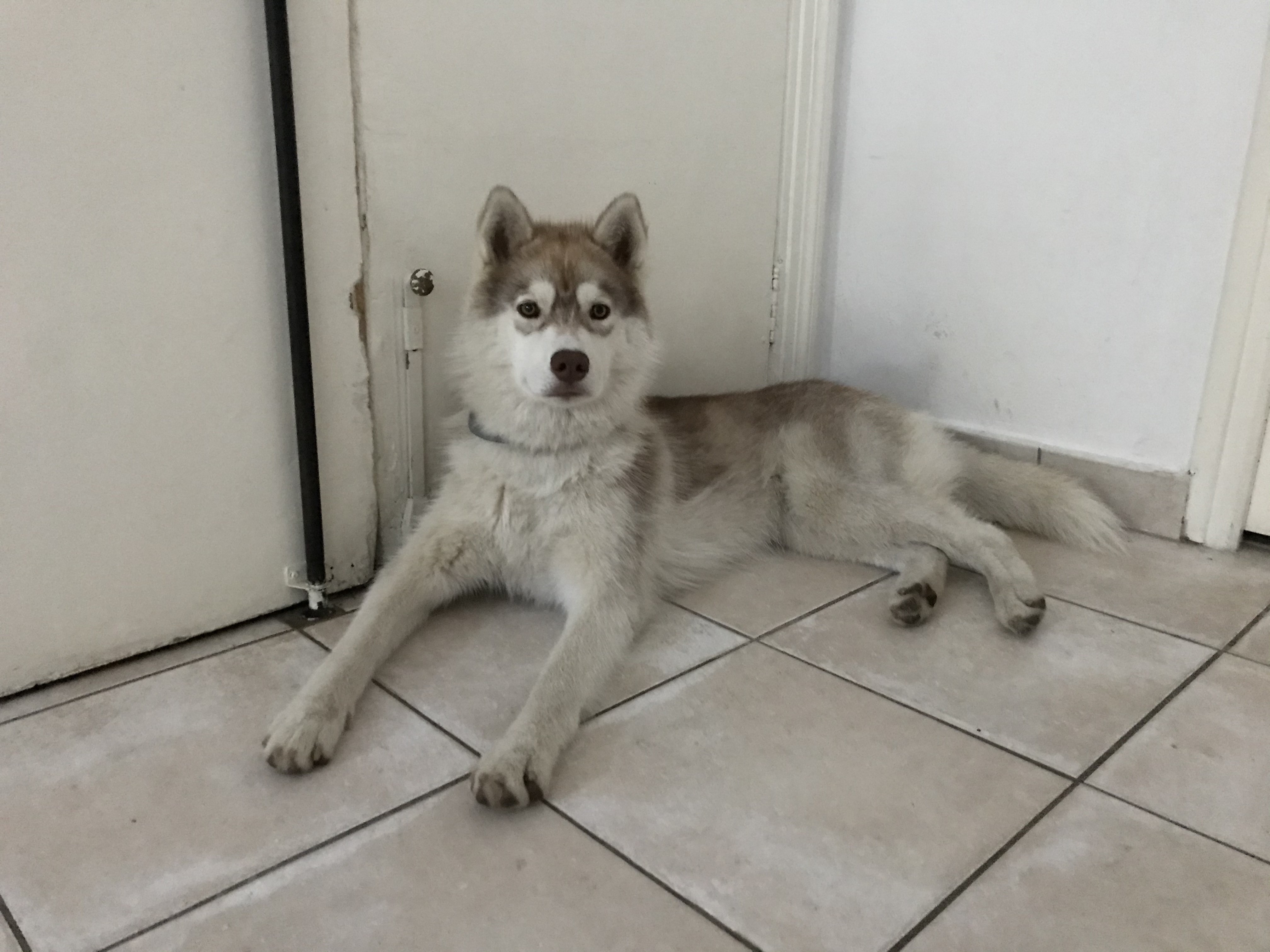 Pearly, husky de 8 mois