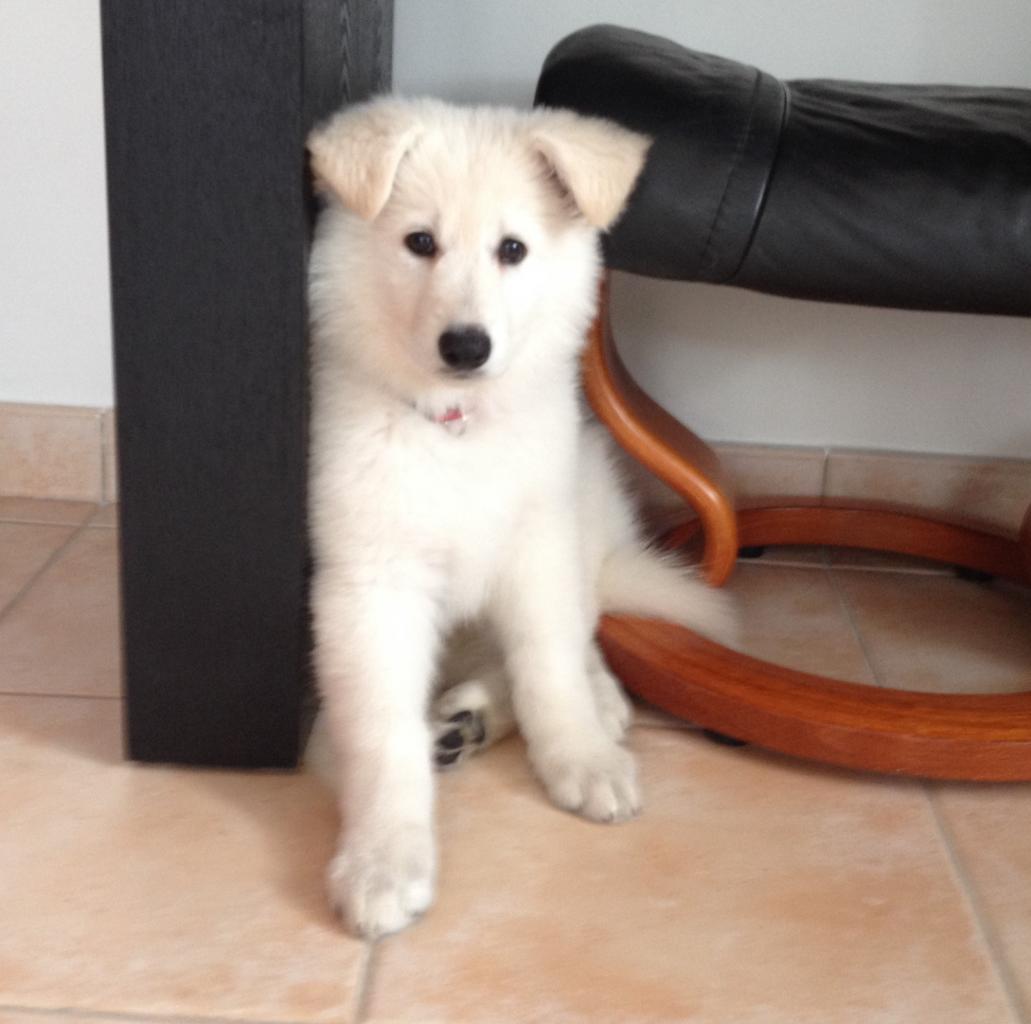 Naya, berger blanc suisse de 2 mois