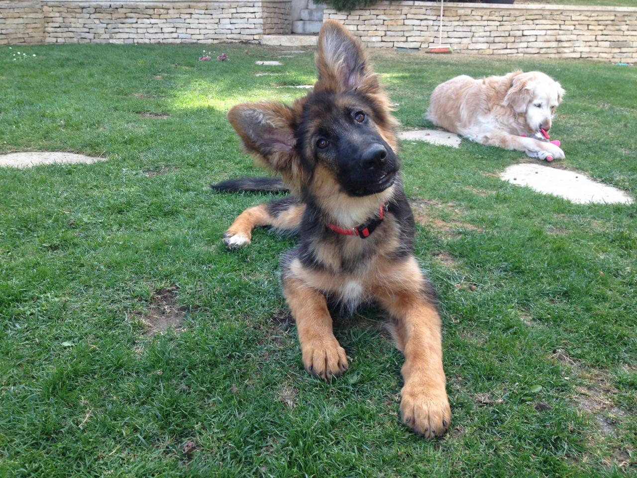 Horus, berger allemand de 4 mois