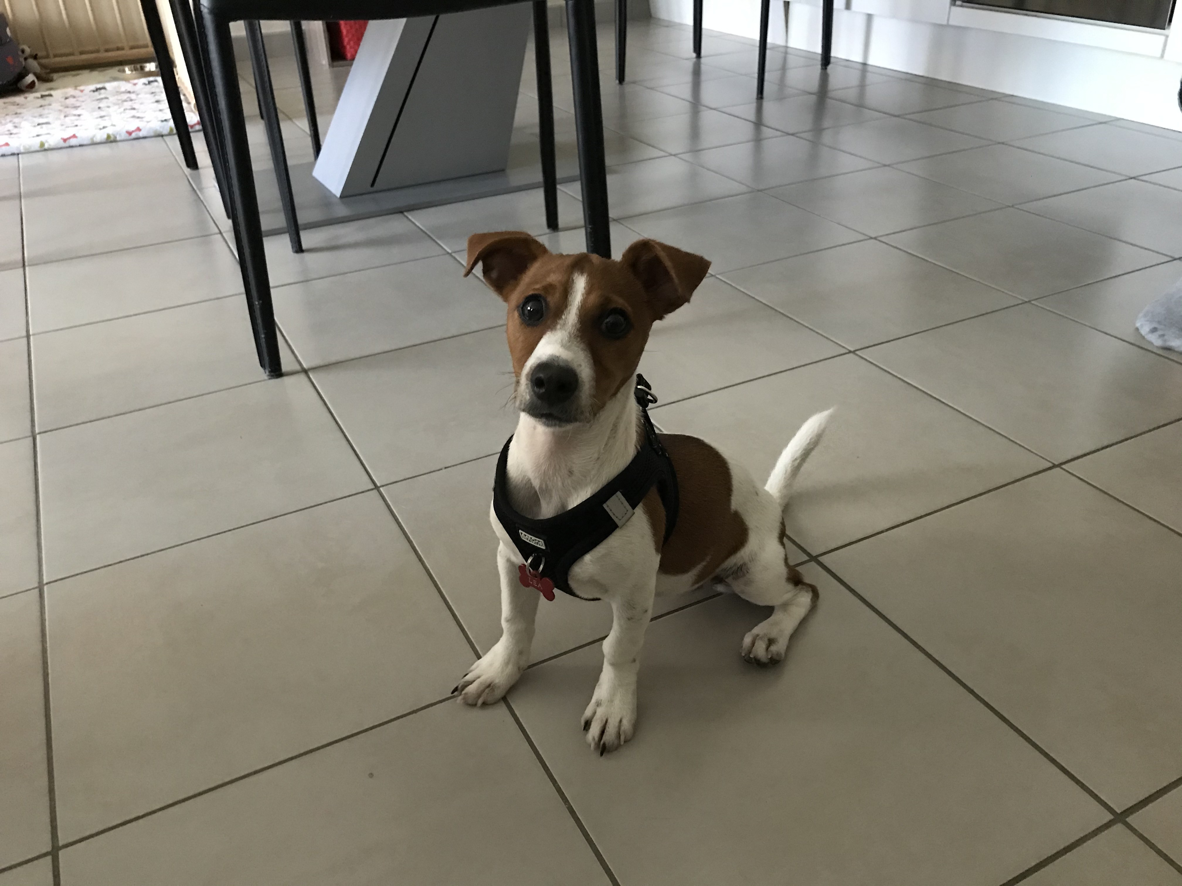 Léa, jack russel de 4 mois