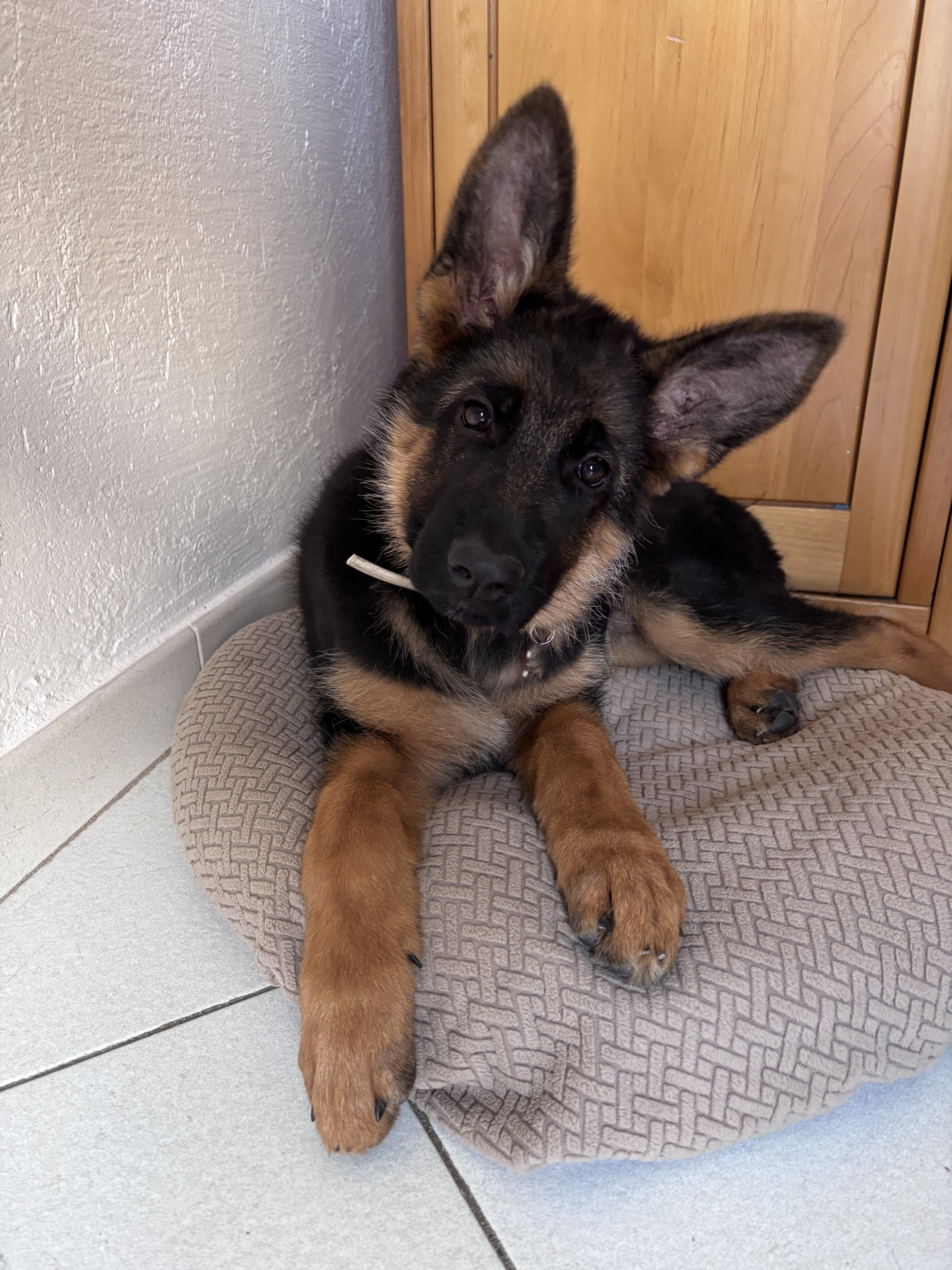 Brexy, berger allemand 3 mois