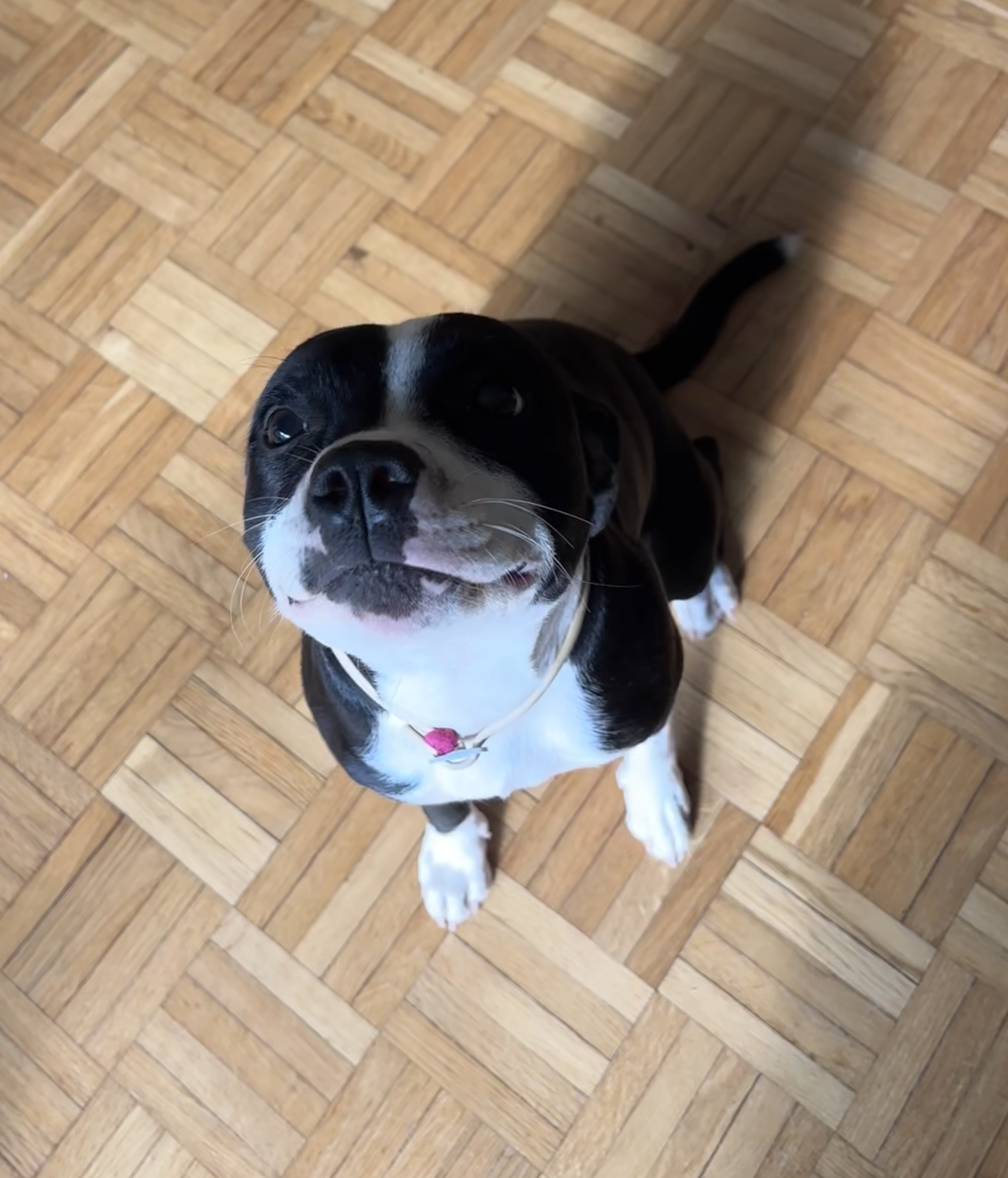Ash, staffie 8 mois