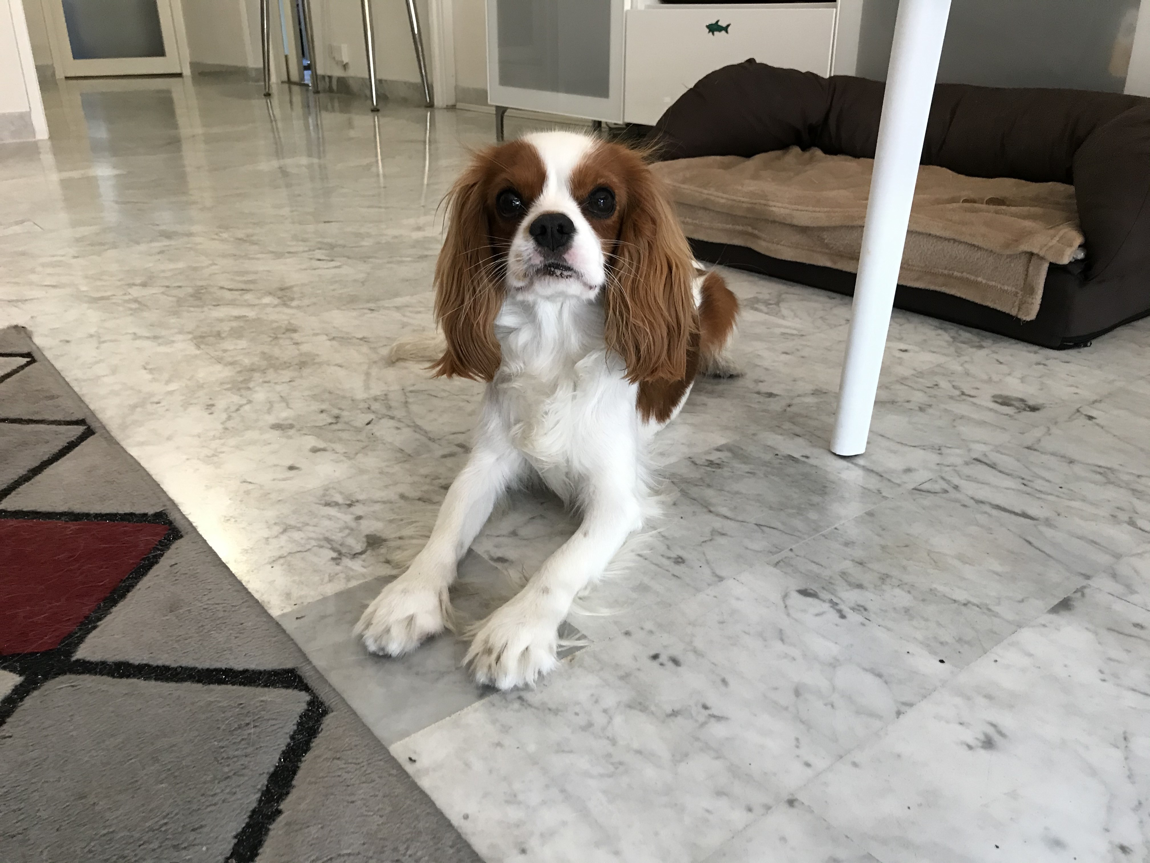 Paco, cavalier king charles de 11 mois