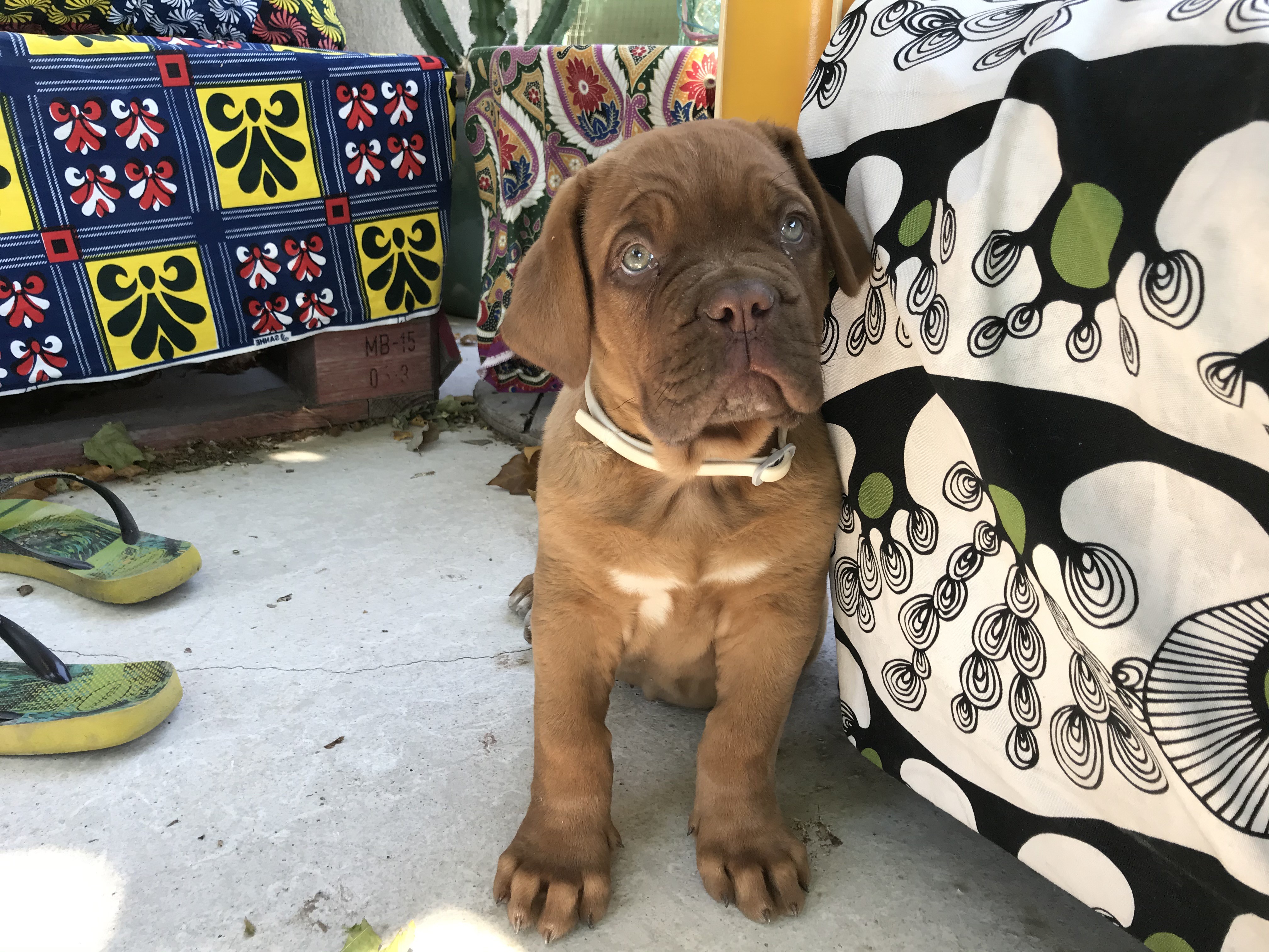 Romie, dogue de bordeaux de 2 mois 1/2