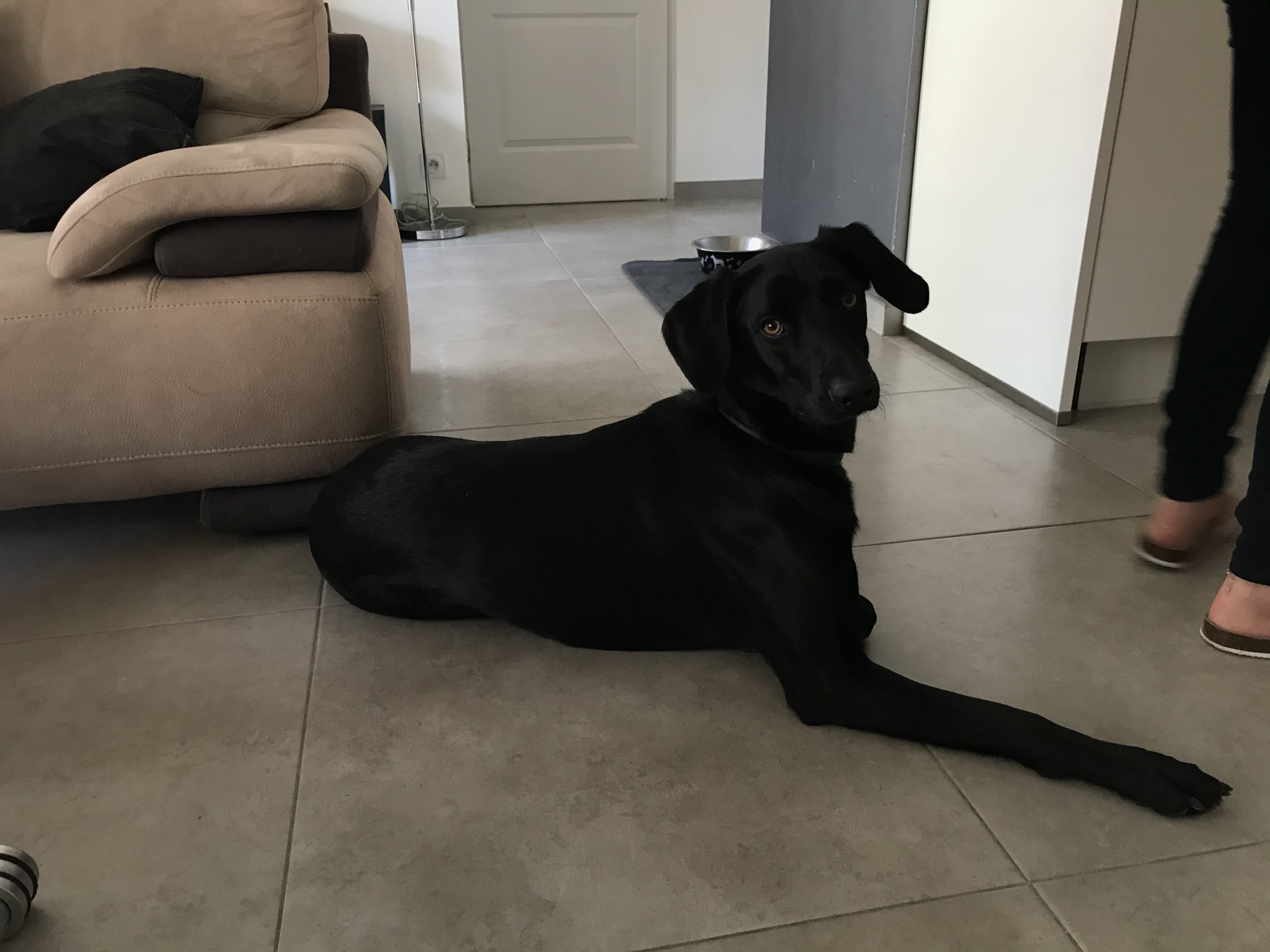 Leky, croisé labrador de 18 mois