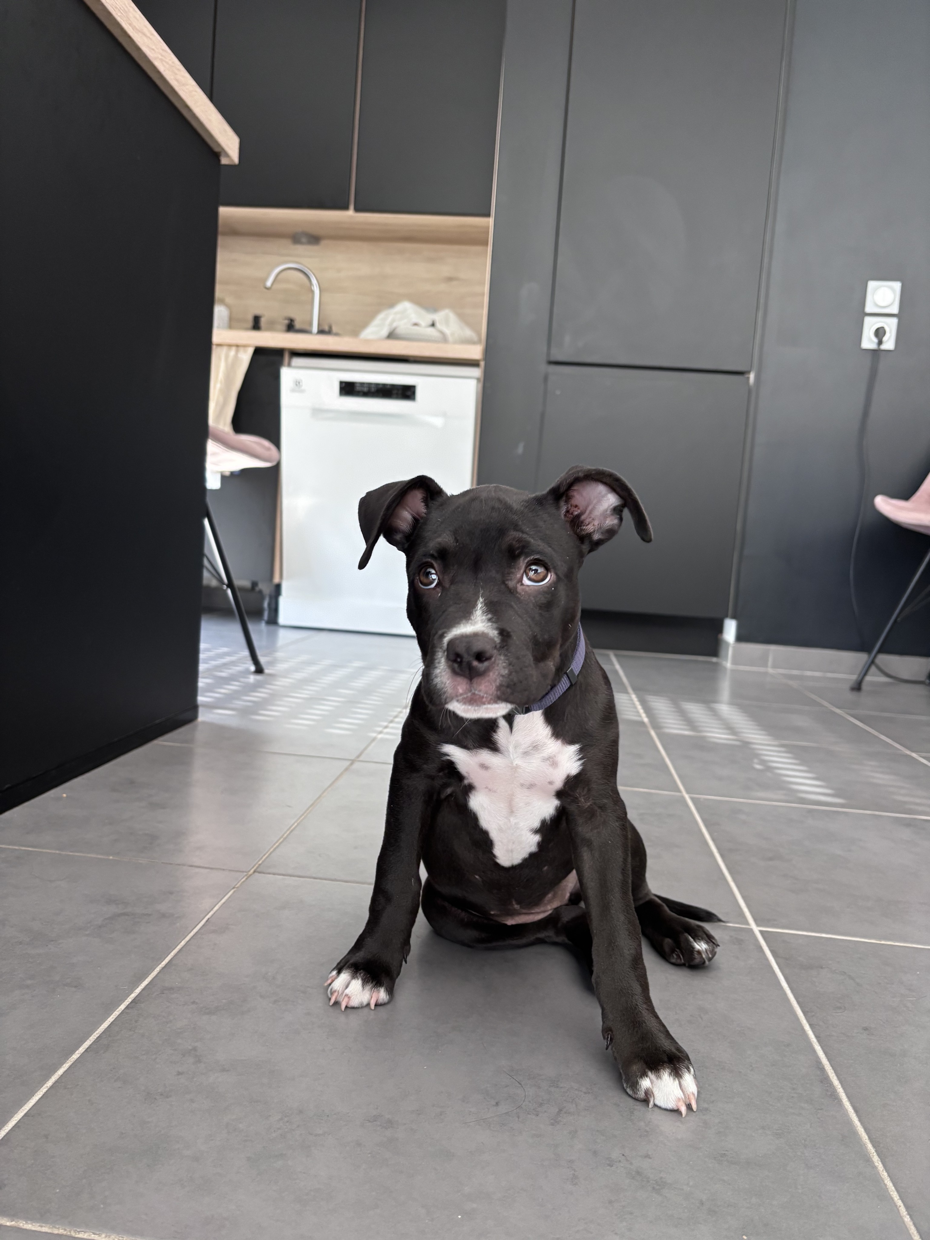 Lagerta, américan bully de 3 mois