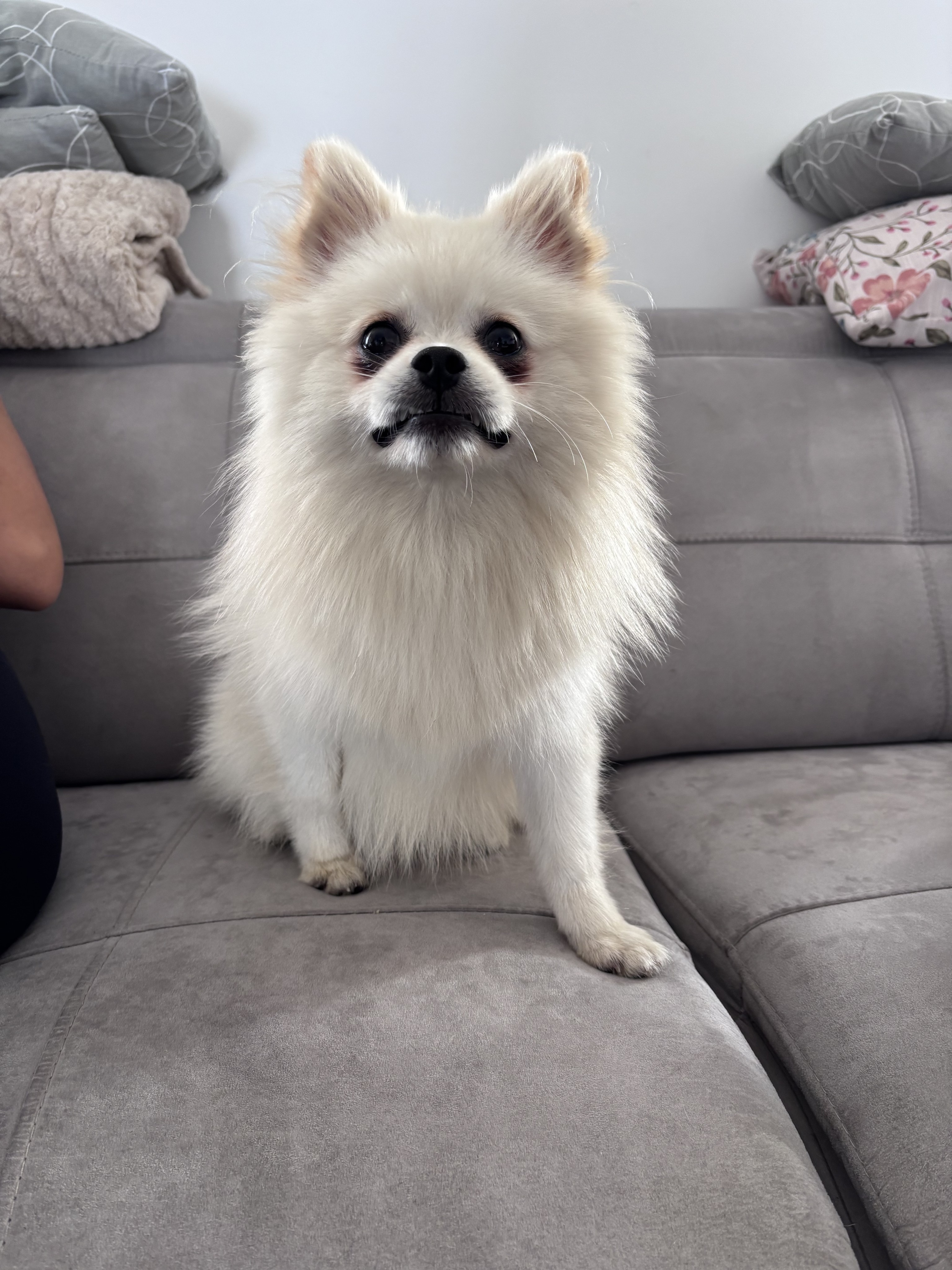 Monaco, spitz de 8 mois