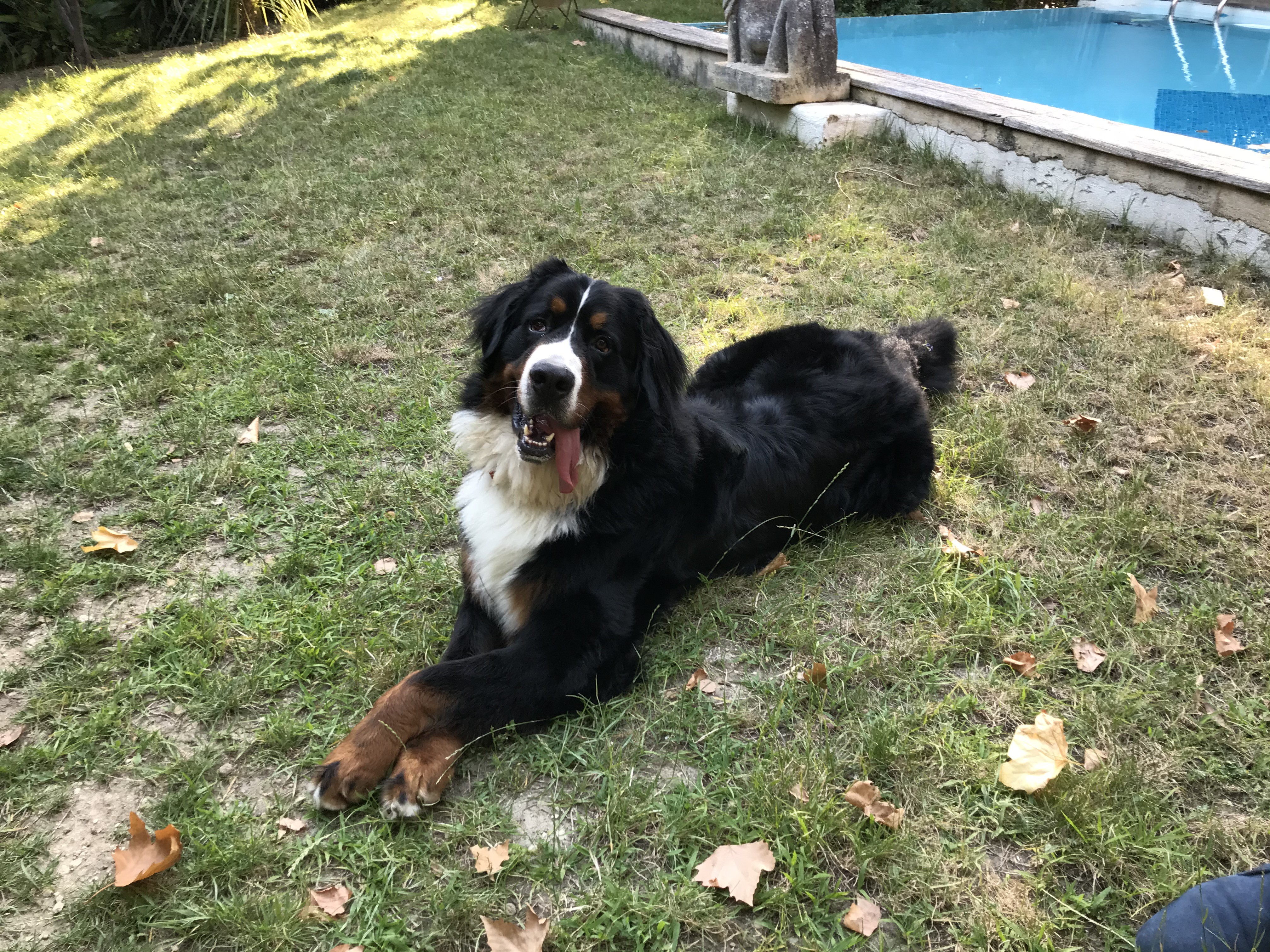 Orso, bouvier bernois de 1 an 1/2