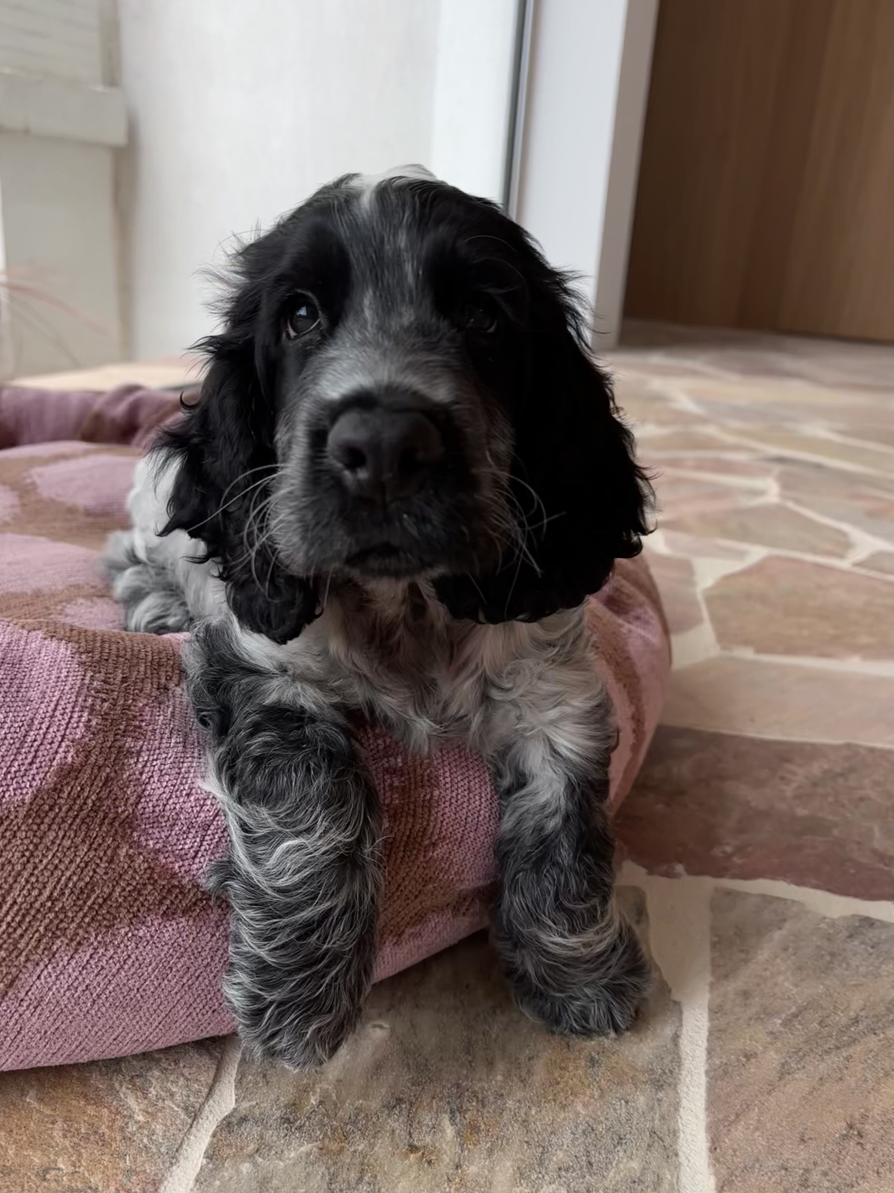 Balto, cocker 2 mois