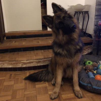 Usko, berger allemand 9 mois