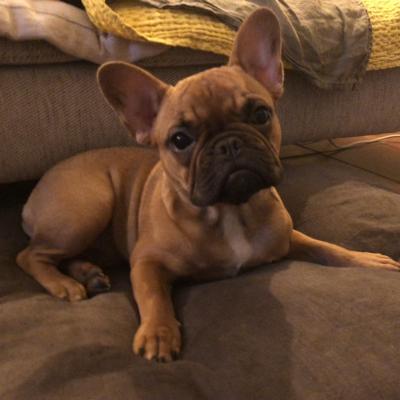 Loula, bouledogue Français 8 mois