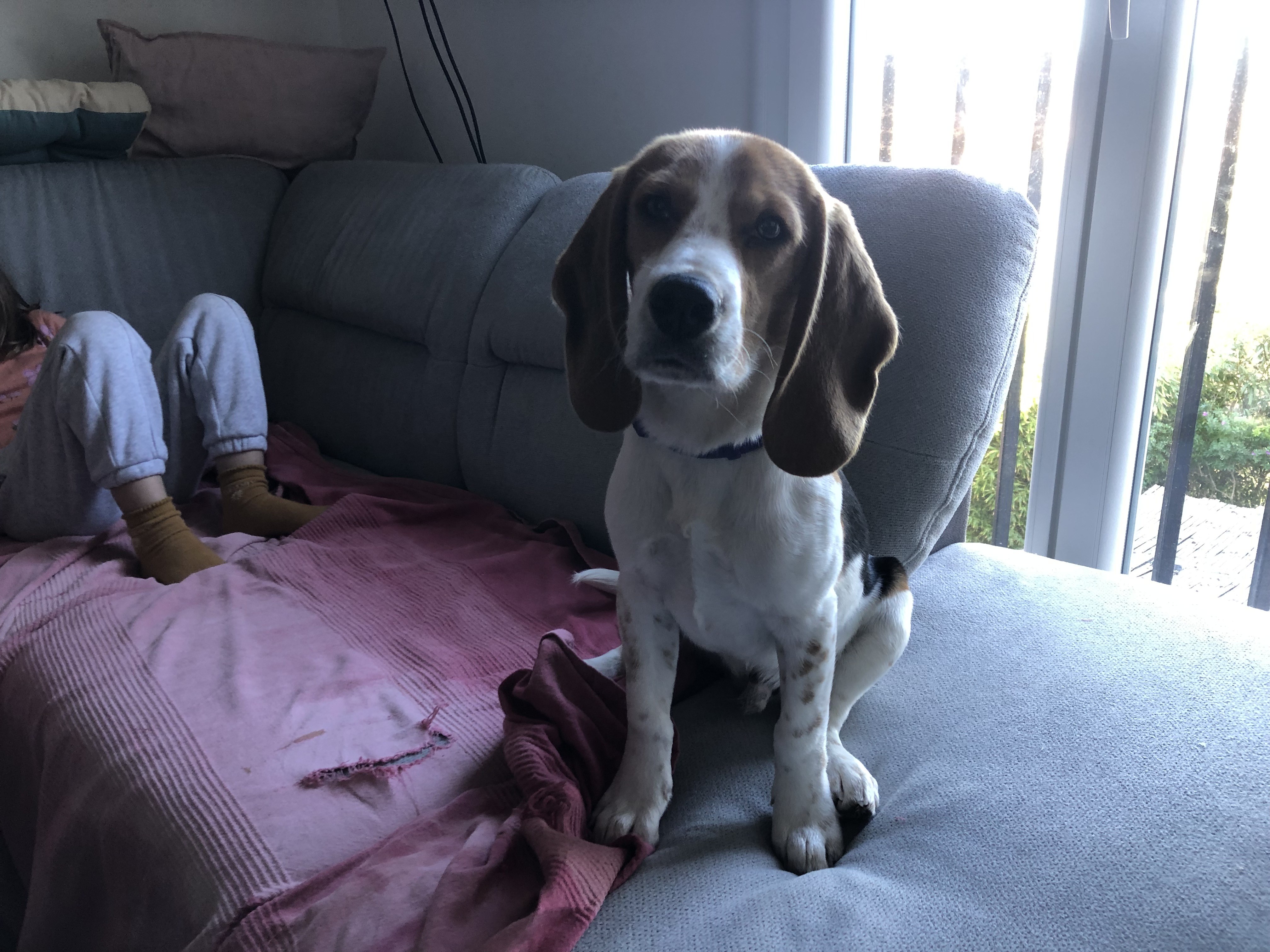 Toby, beagle 6 mois