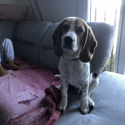 Toby, beagle 6 mois