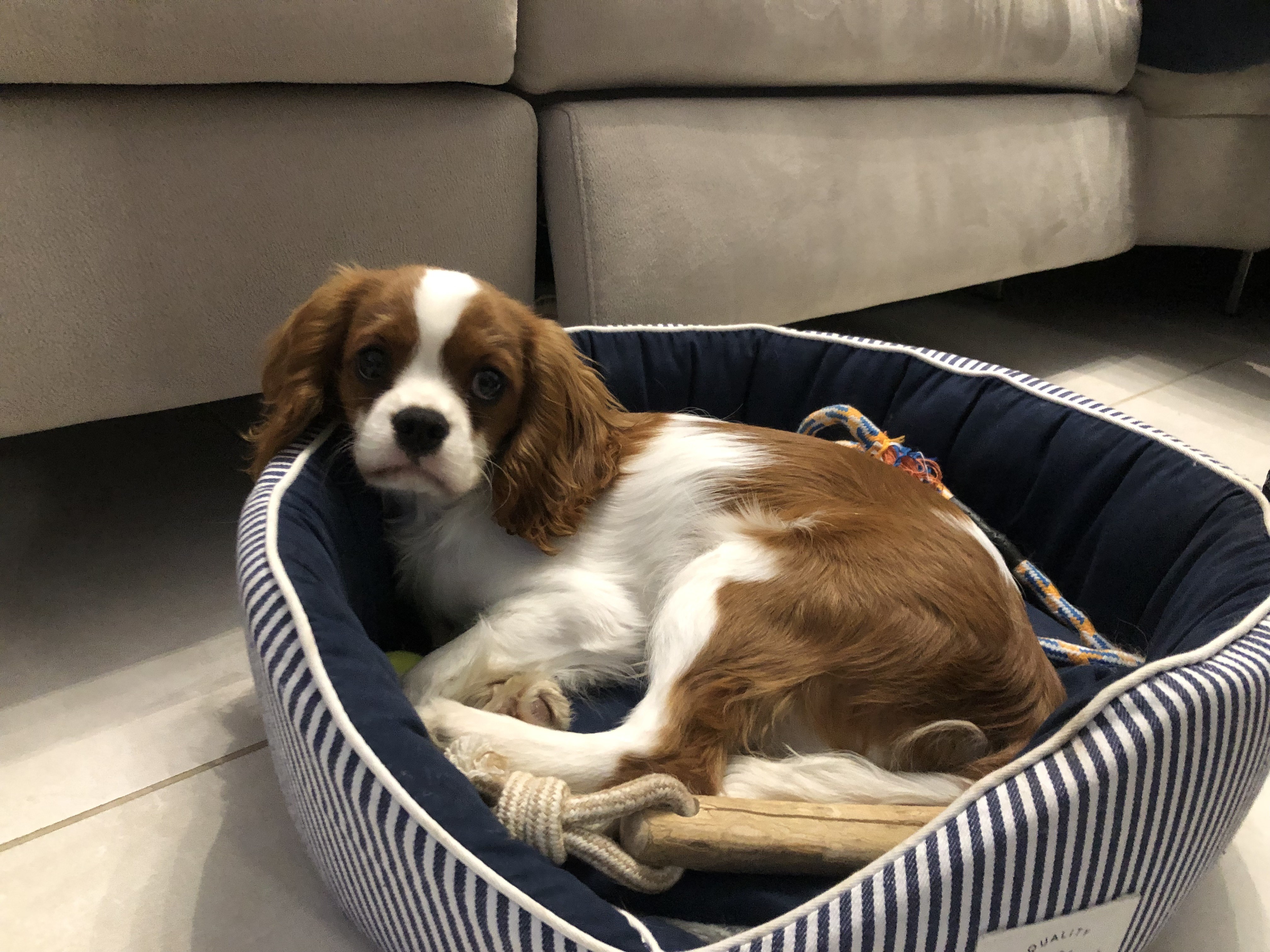 Unchi, cavalier King Charles 4 mois