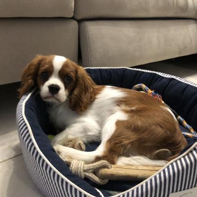 Unchi, cavalier King Charles 4 mois