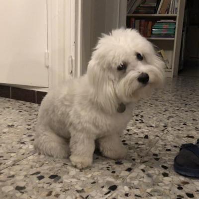 Urielle, coton de Tuléar 8 mois