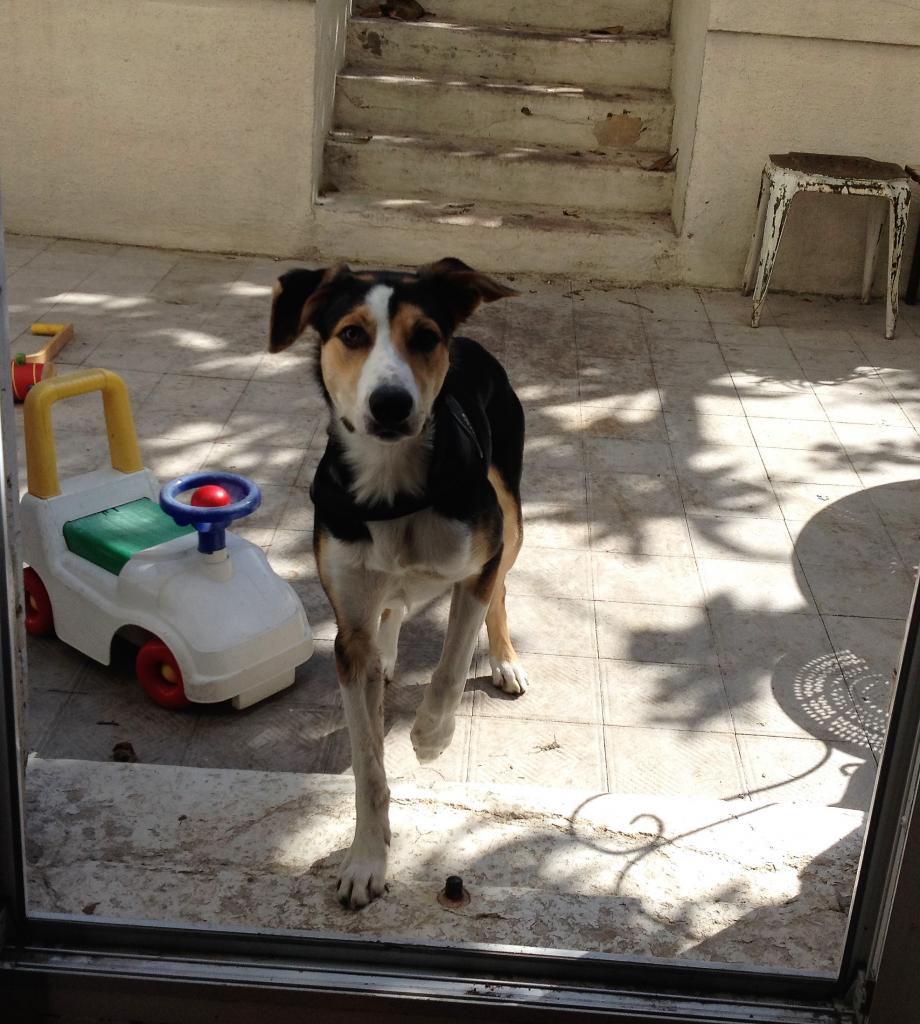 Django, border collie tricolore de 6 mois