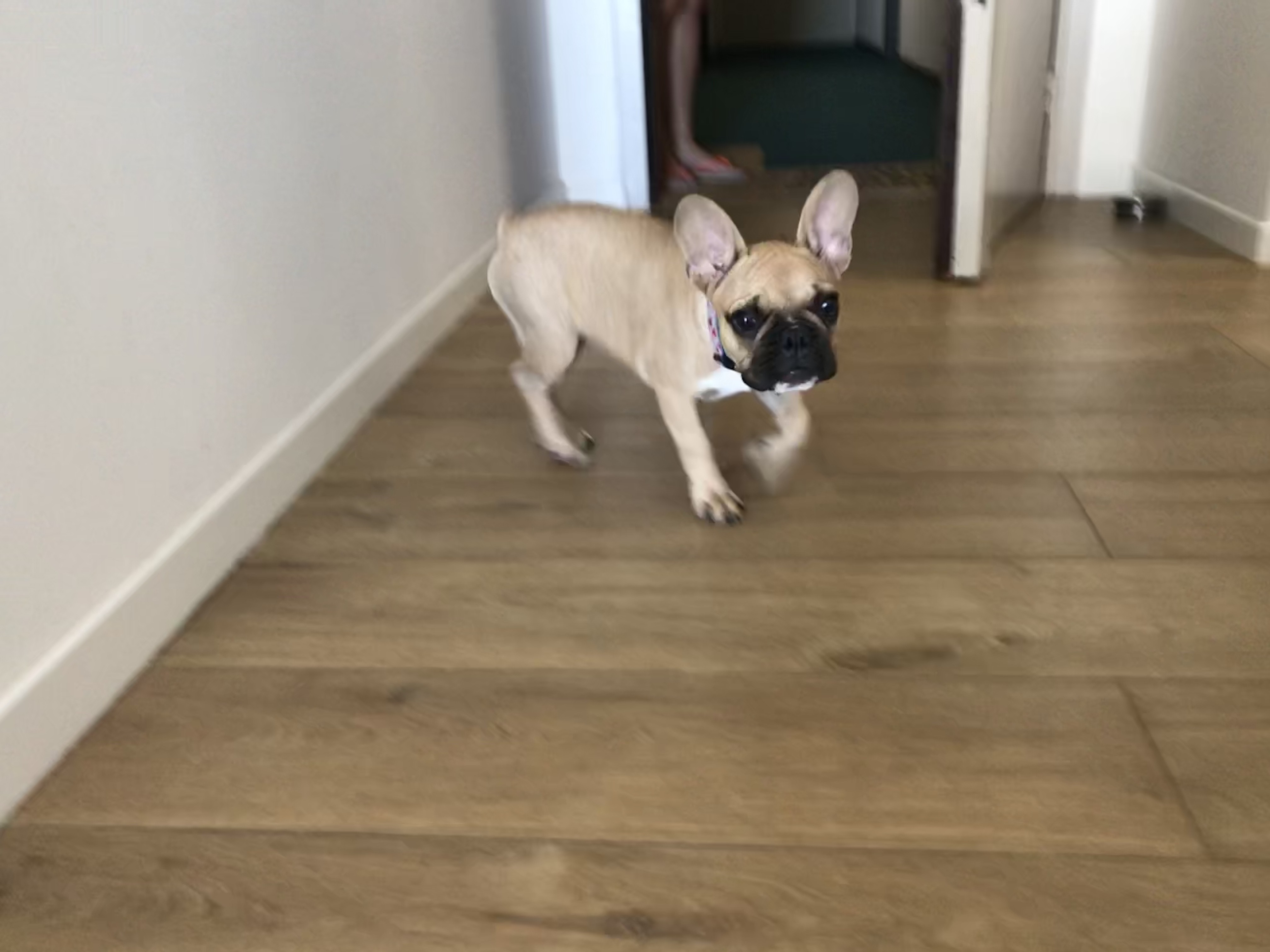 Romy, bouledogue français de 3 mois