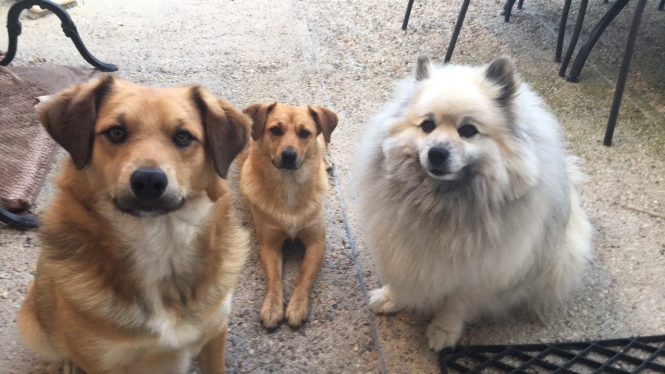 Maya, Patou et Milo croisé spitz et spitz de 4 et 6 ans