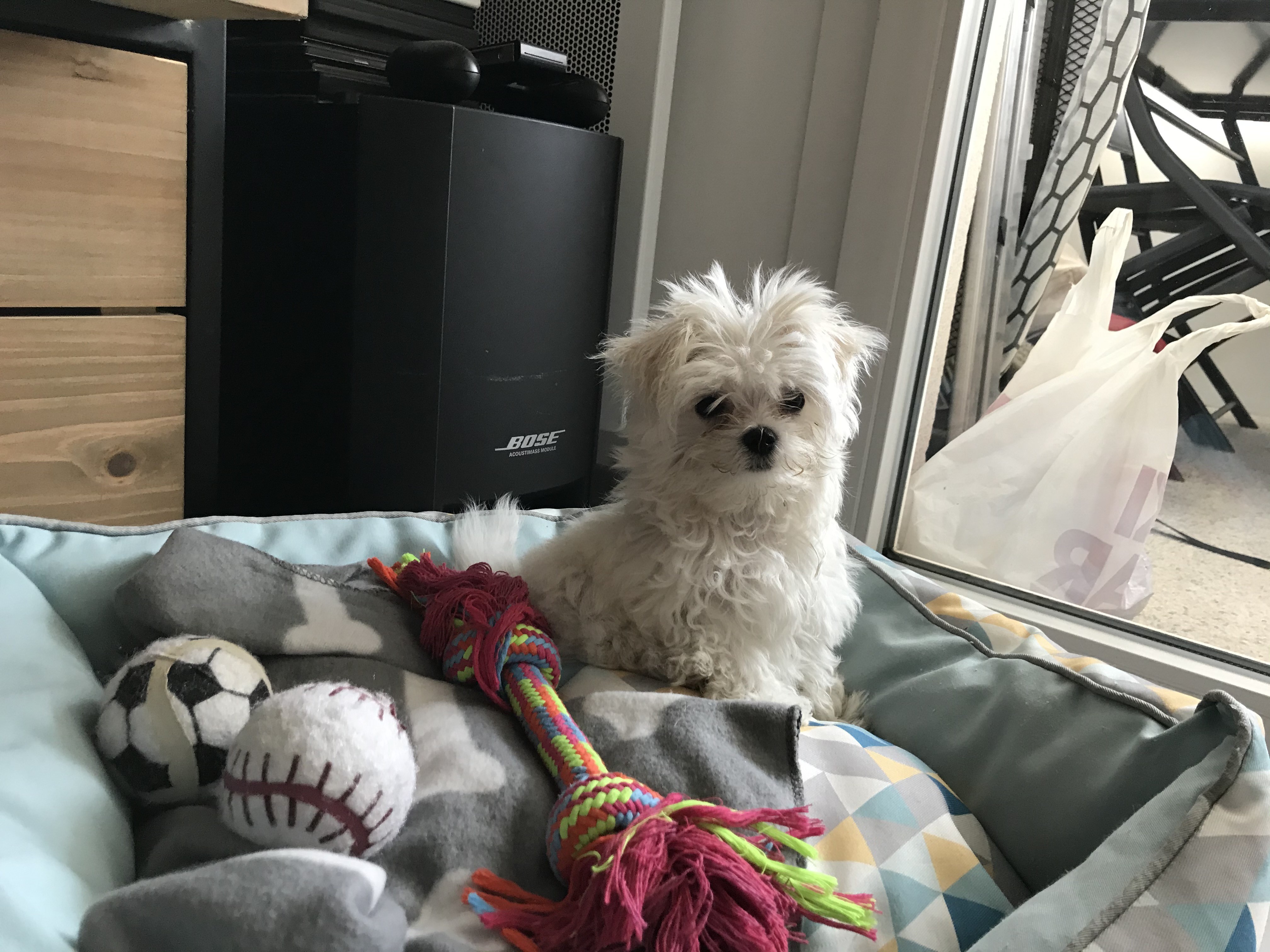 Rio, bichon maltais de 3 mois