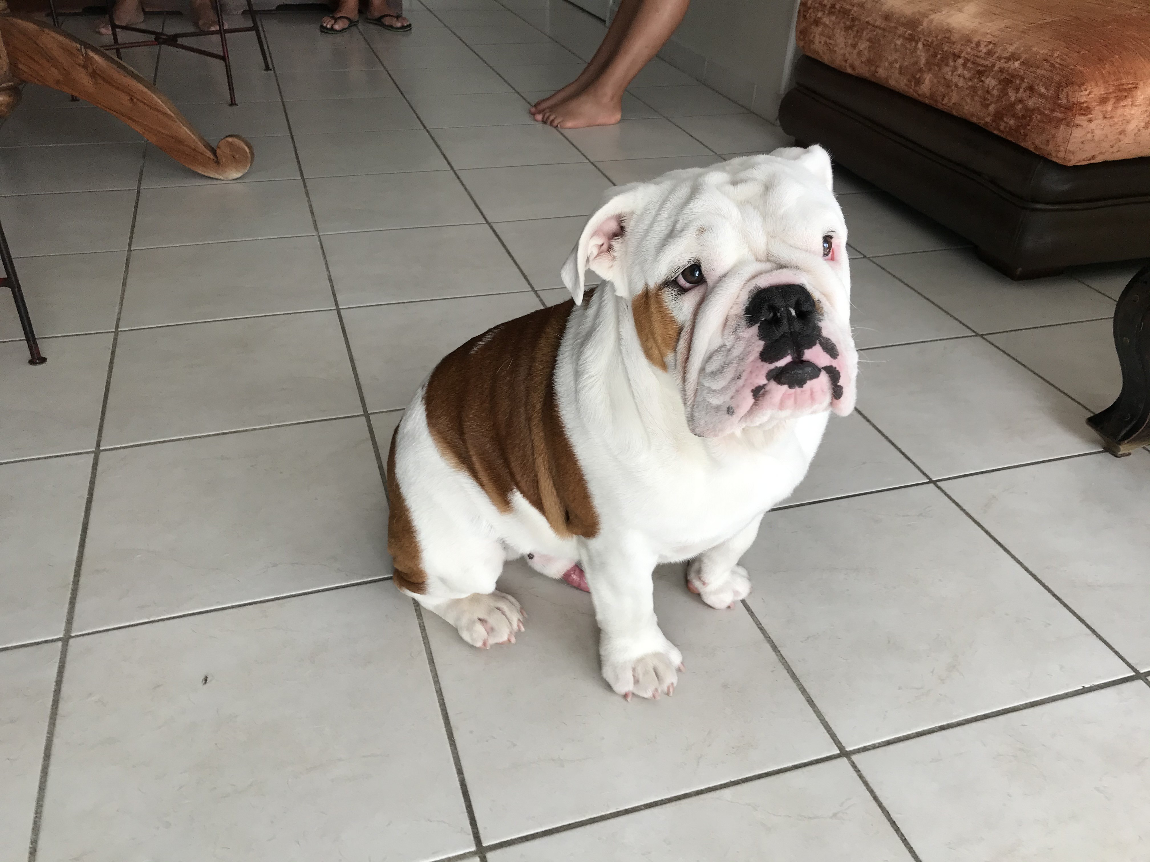 Luis, bouledogue anglais de 7 mois