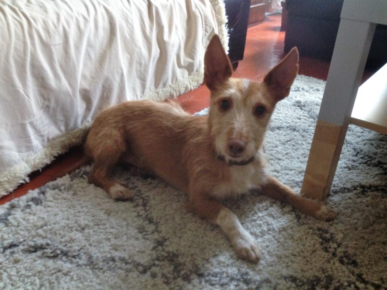 Fip, podenco de 7 ans