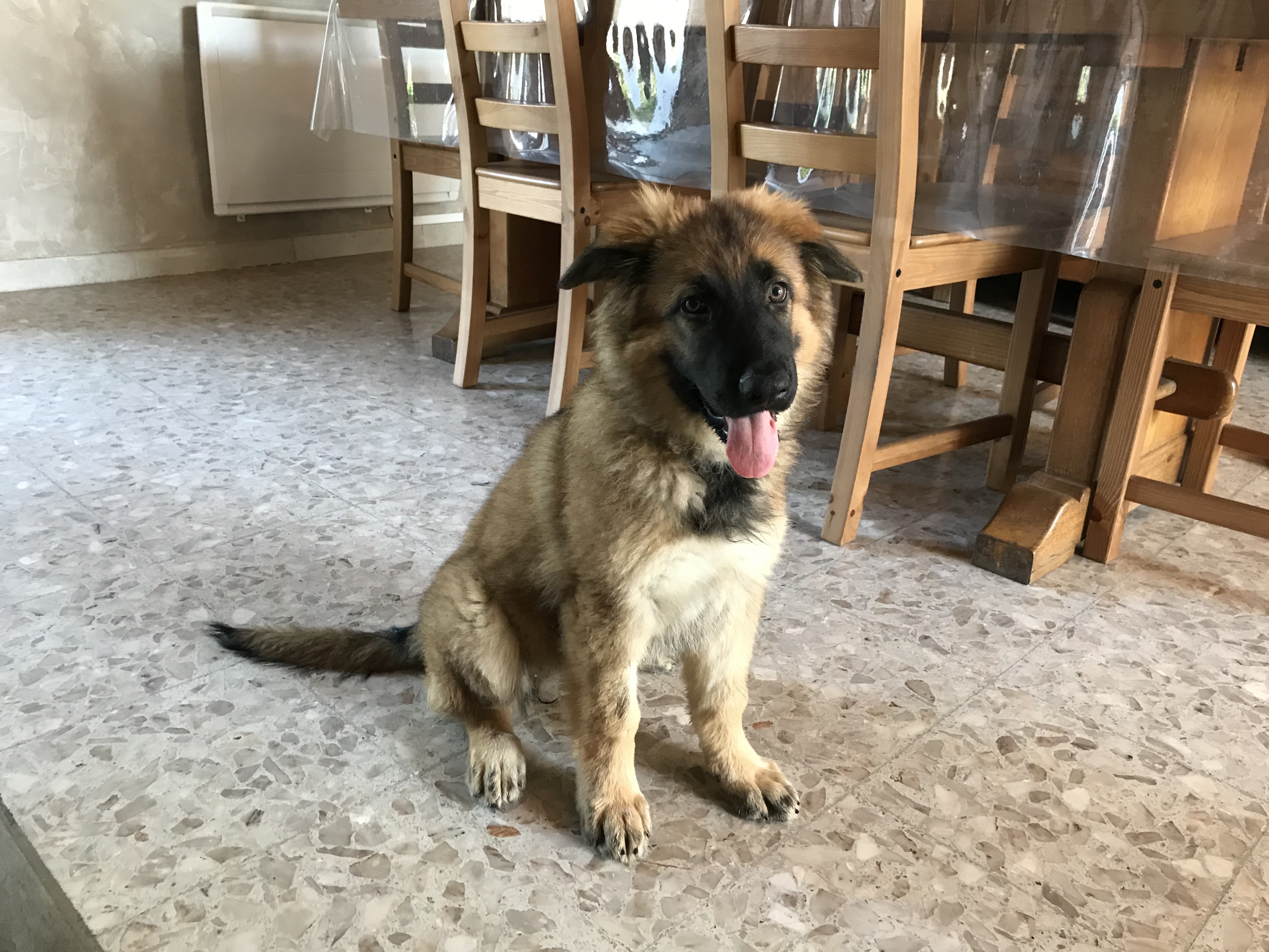 Ruby, berger allemand de 2 mois