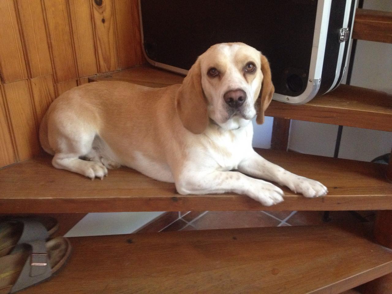 Méfi,  beagle de 1 an