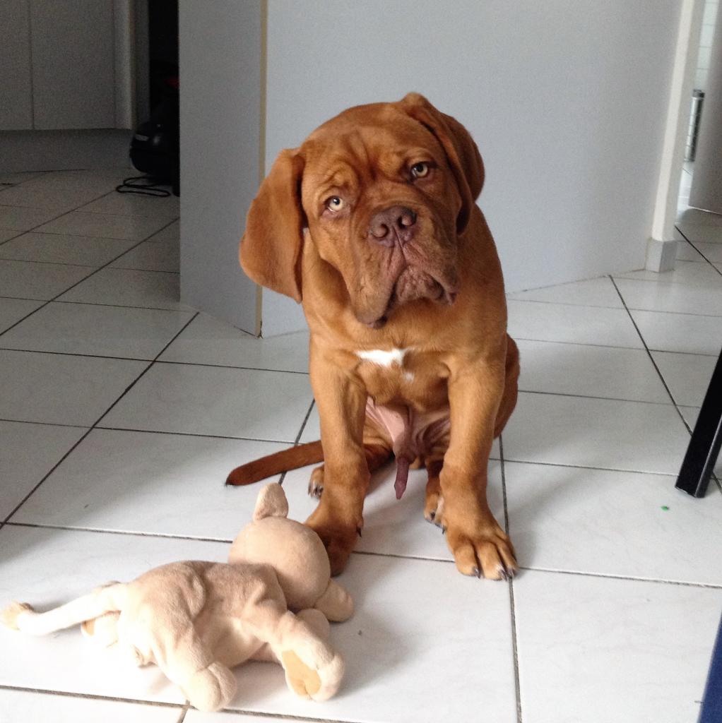 Arold, dogue de bordeaux de 3 mois