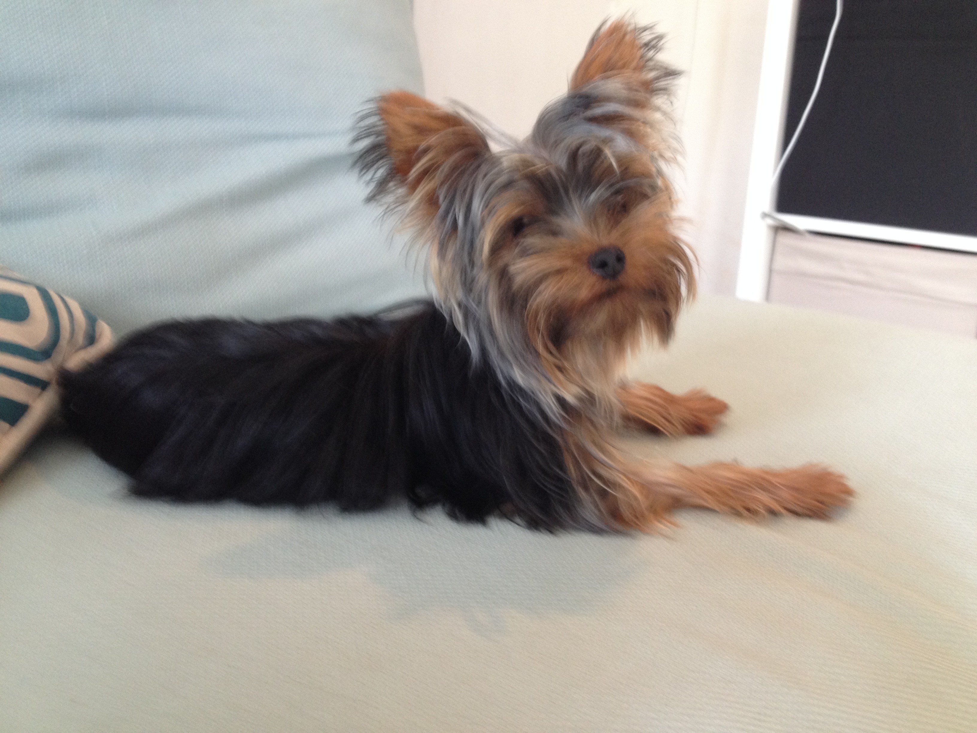 Poush, york 4 ans