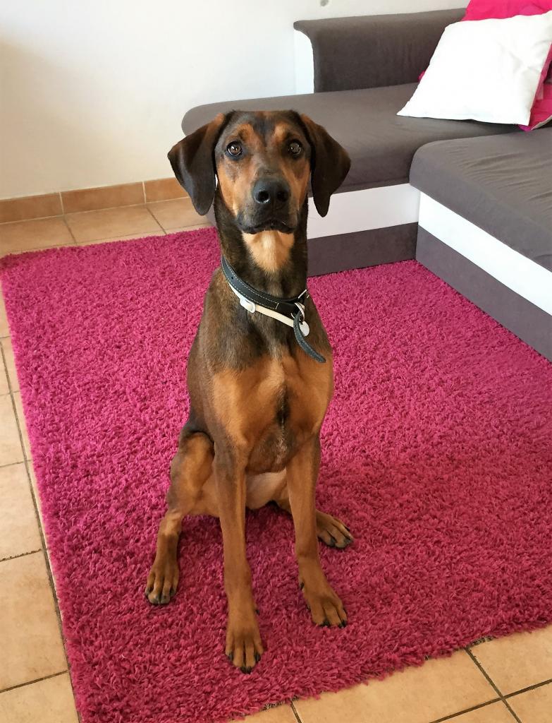 Belle, croisé beauceron malinois de 11 mois