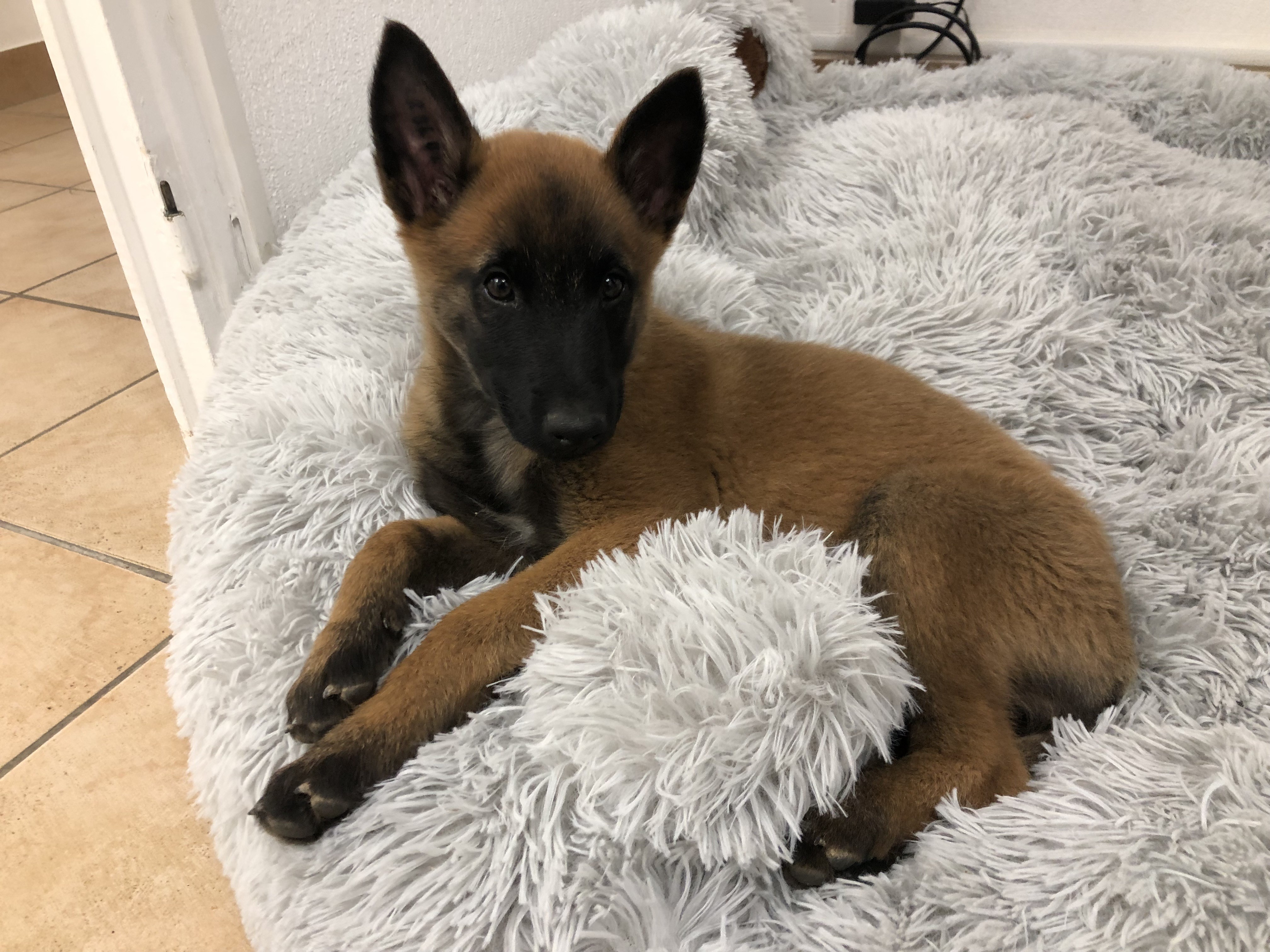 Rubis, malinois 2 mois