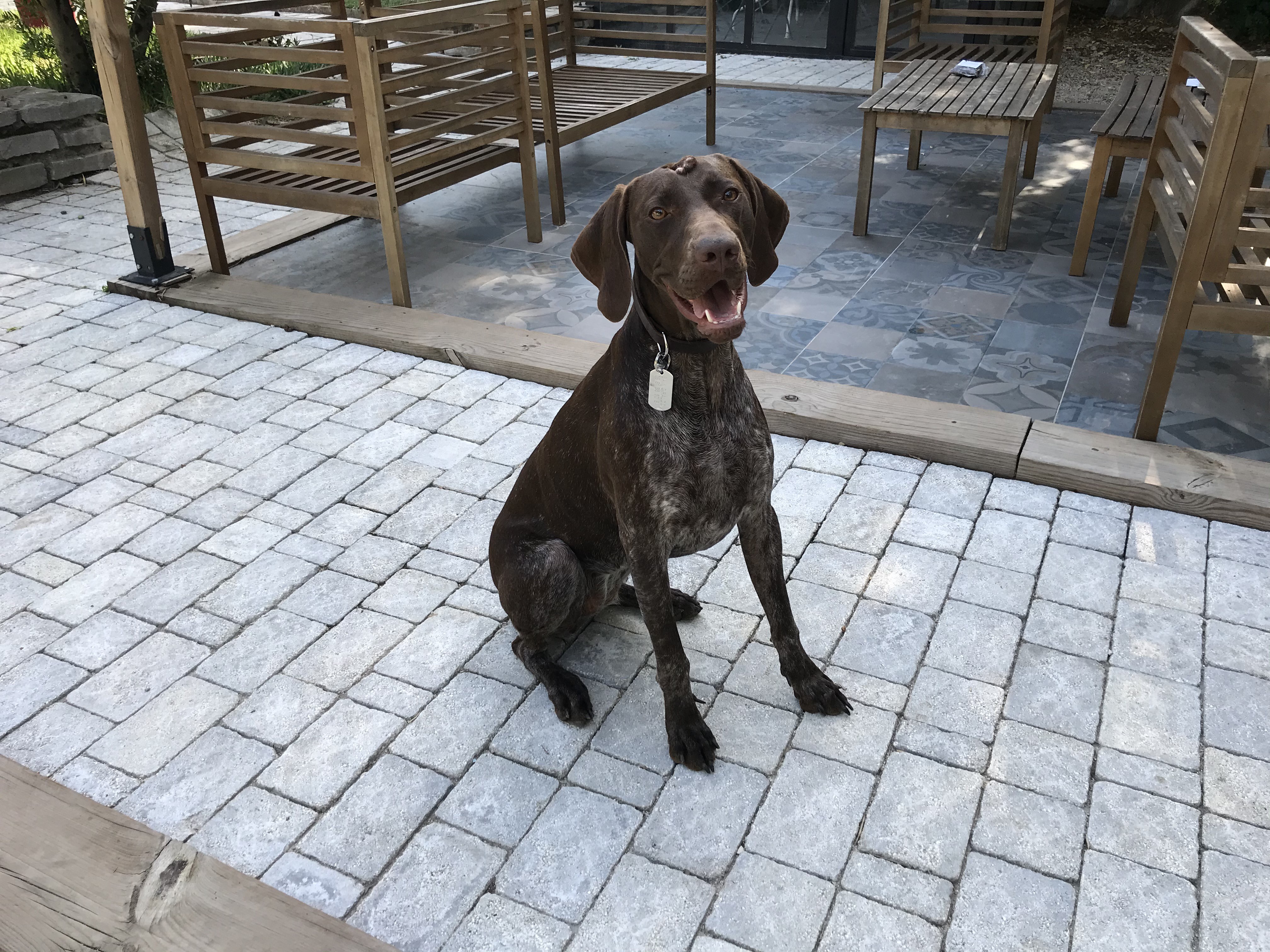 Sam, braque allemand de 1 an