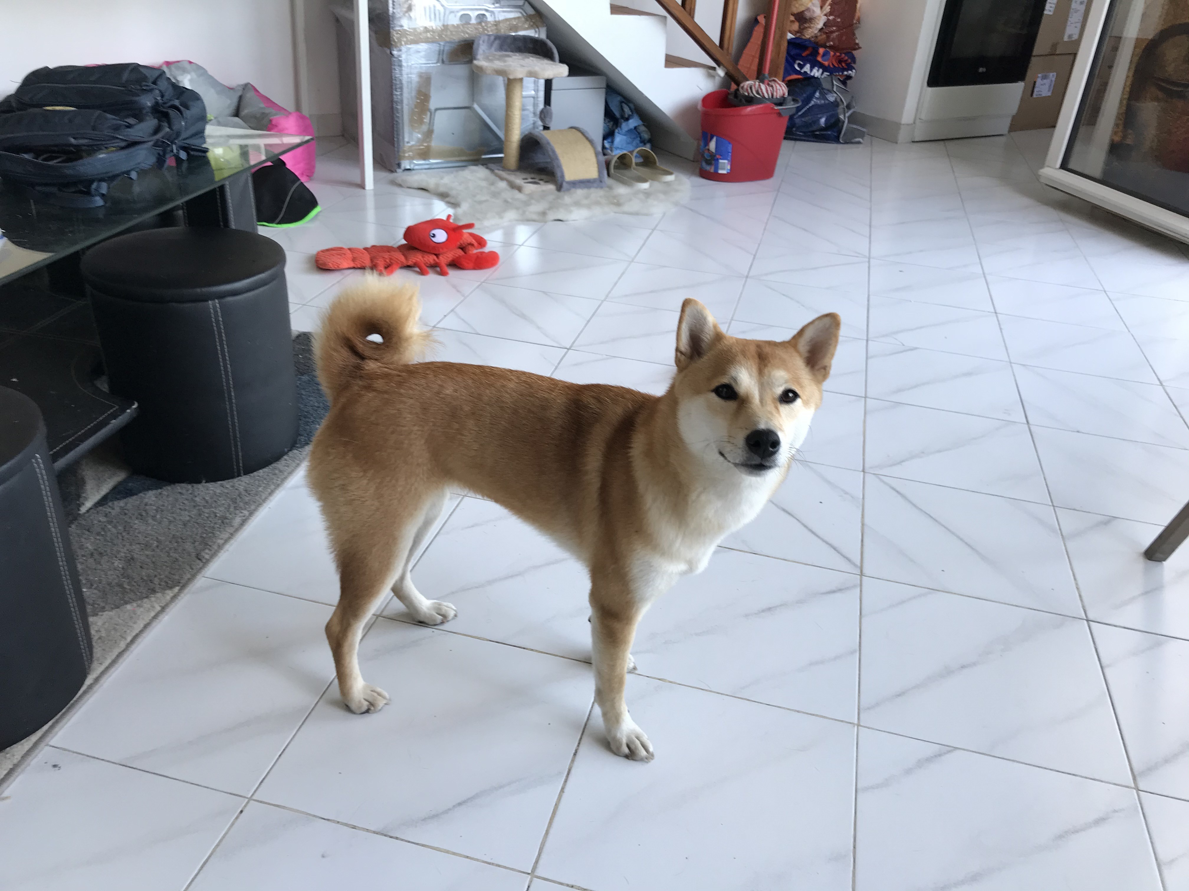 Yuna, shiba inu de 18 mois