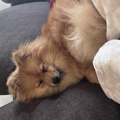 Alaska, spitz de 9 mois
