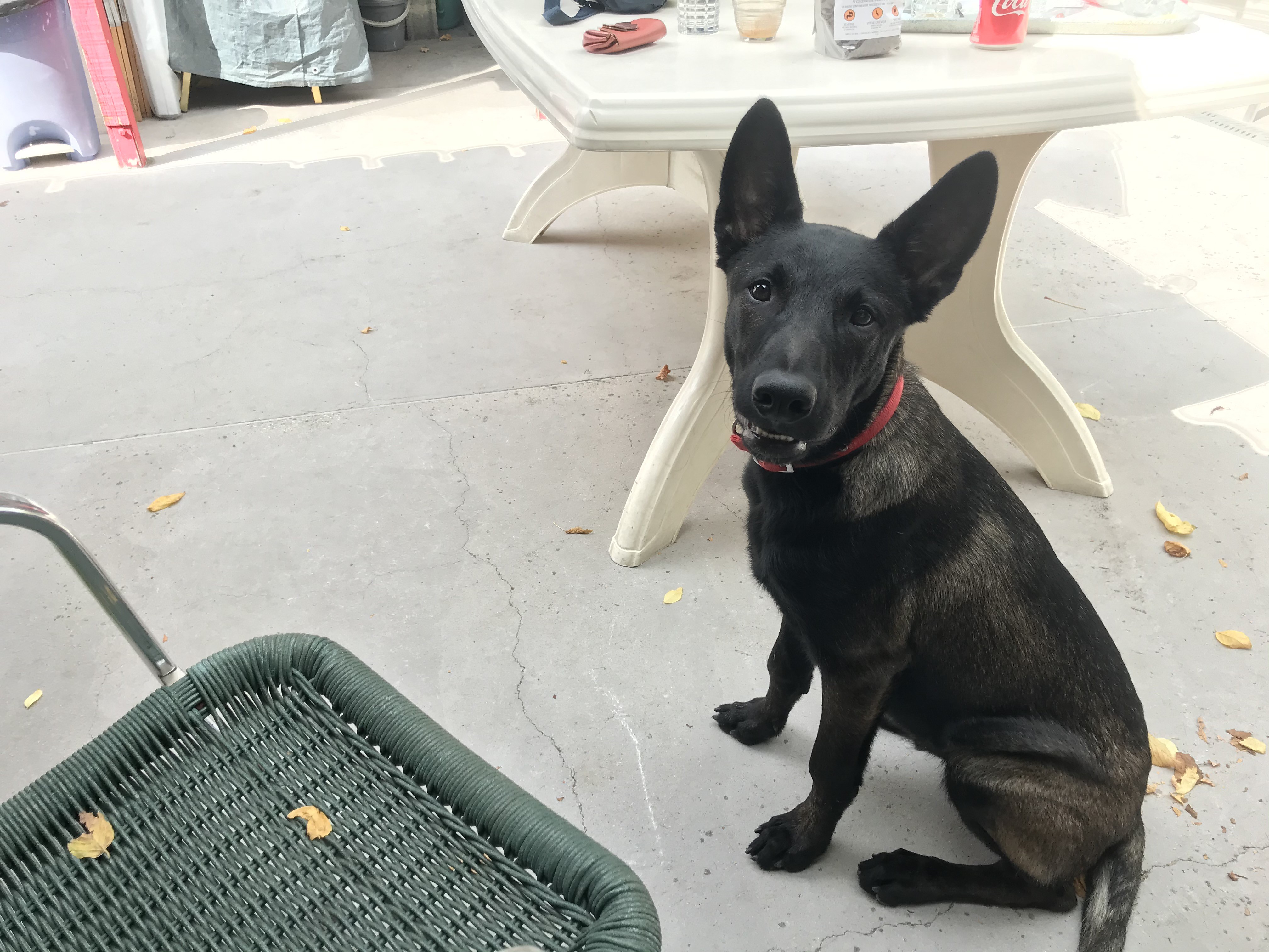 Blaki, malinois de 6 mois