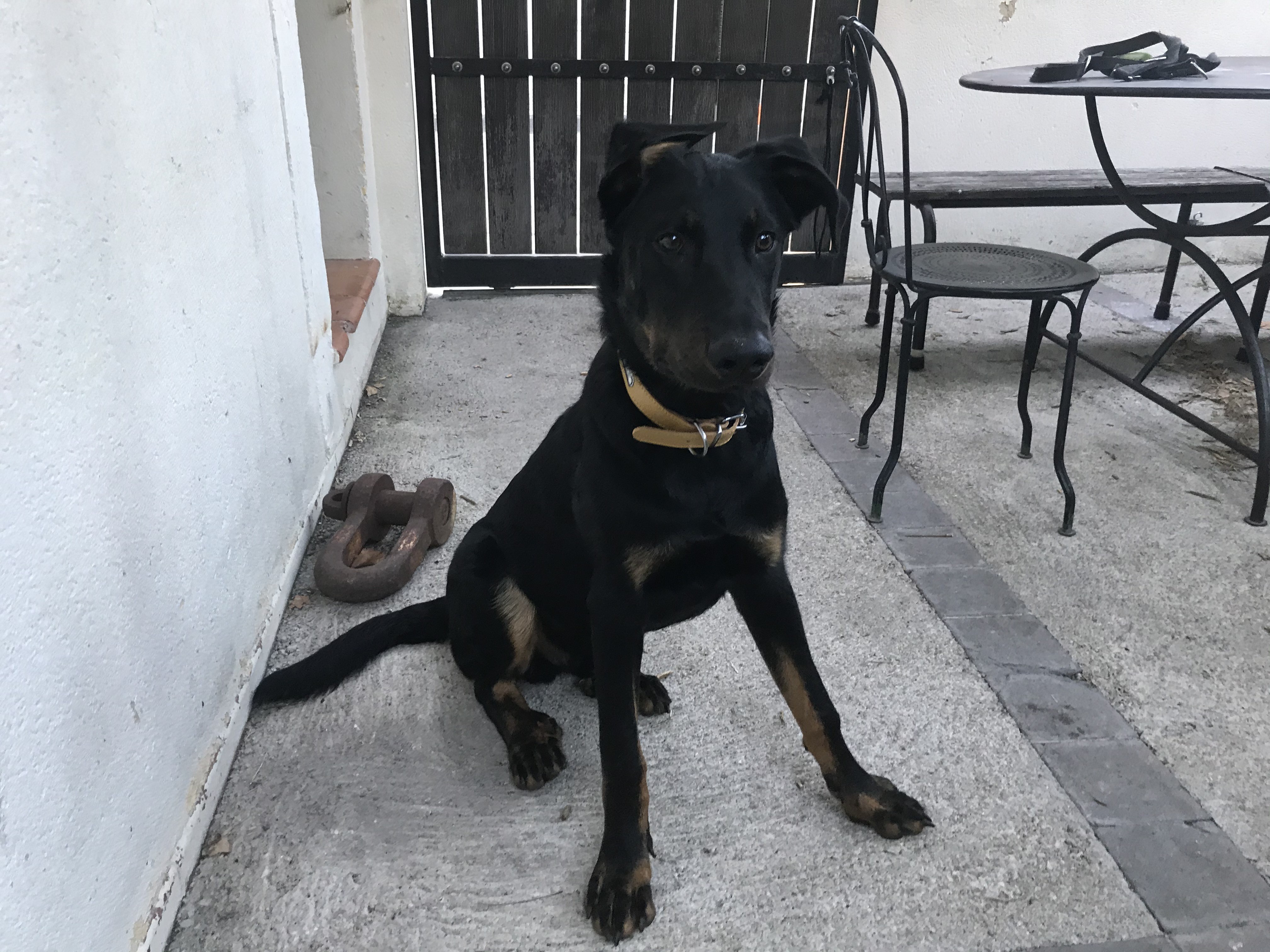 Rufus, beauceron de 6 mois