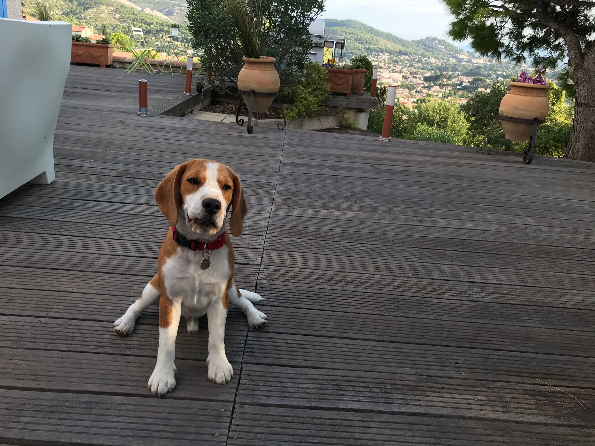 Pitch, beagle de 9 mois