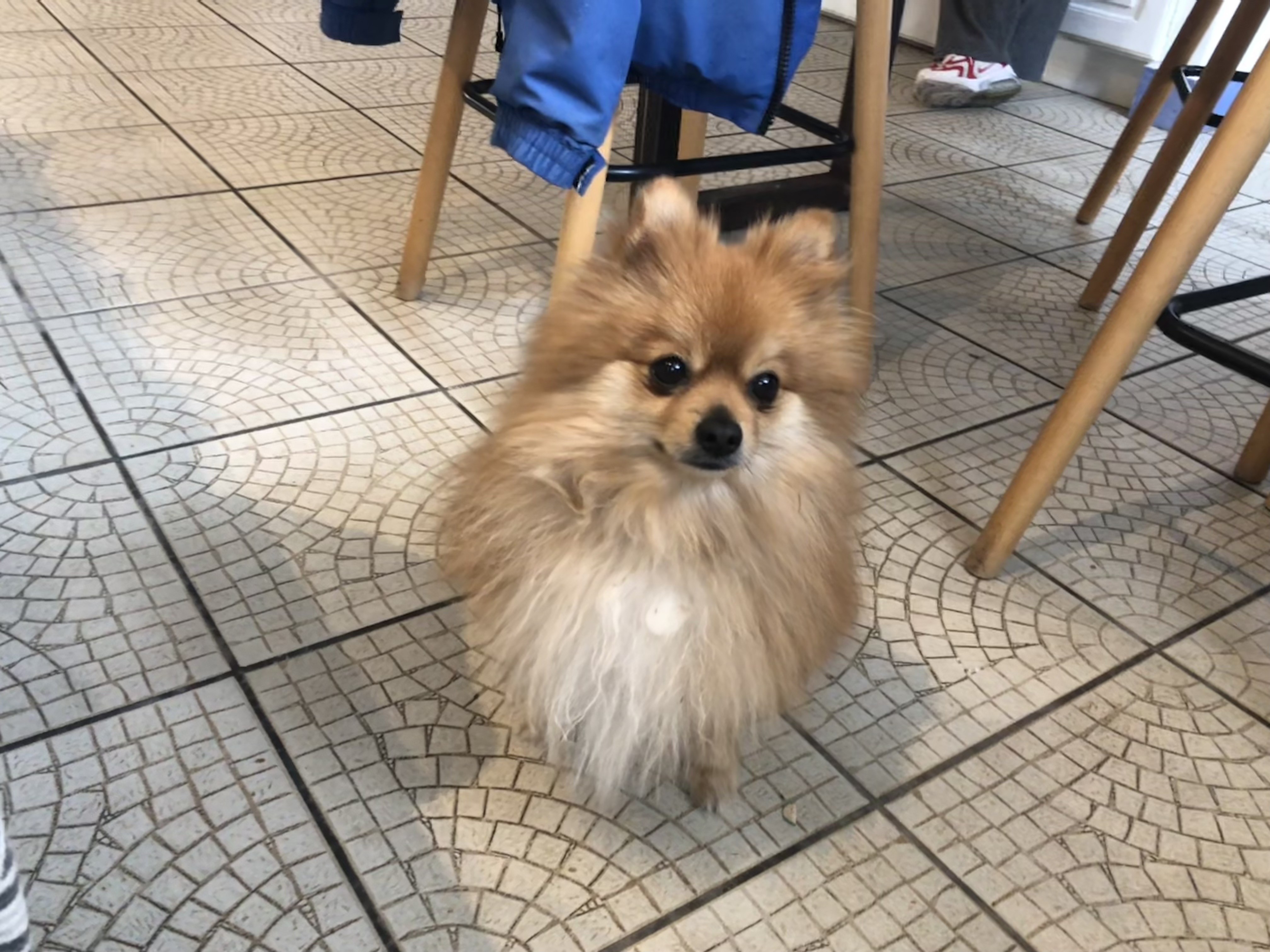 Simba, spitz 4 ans