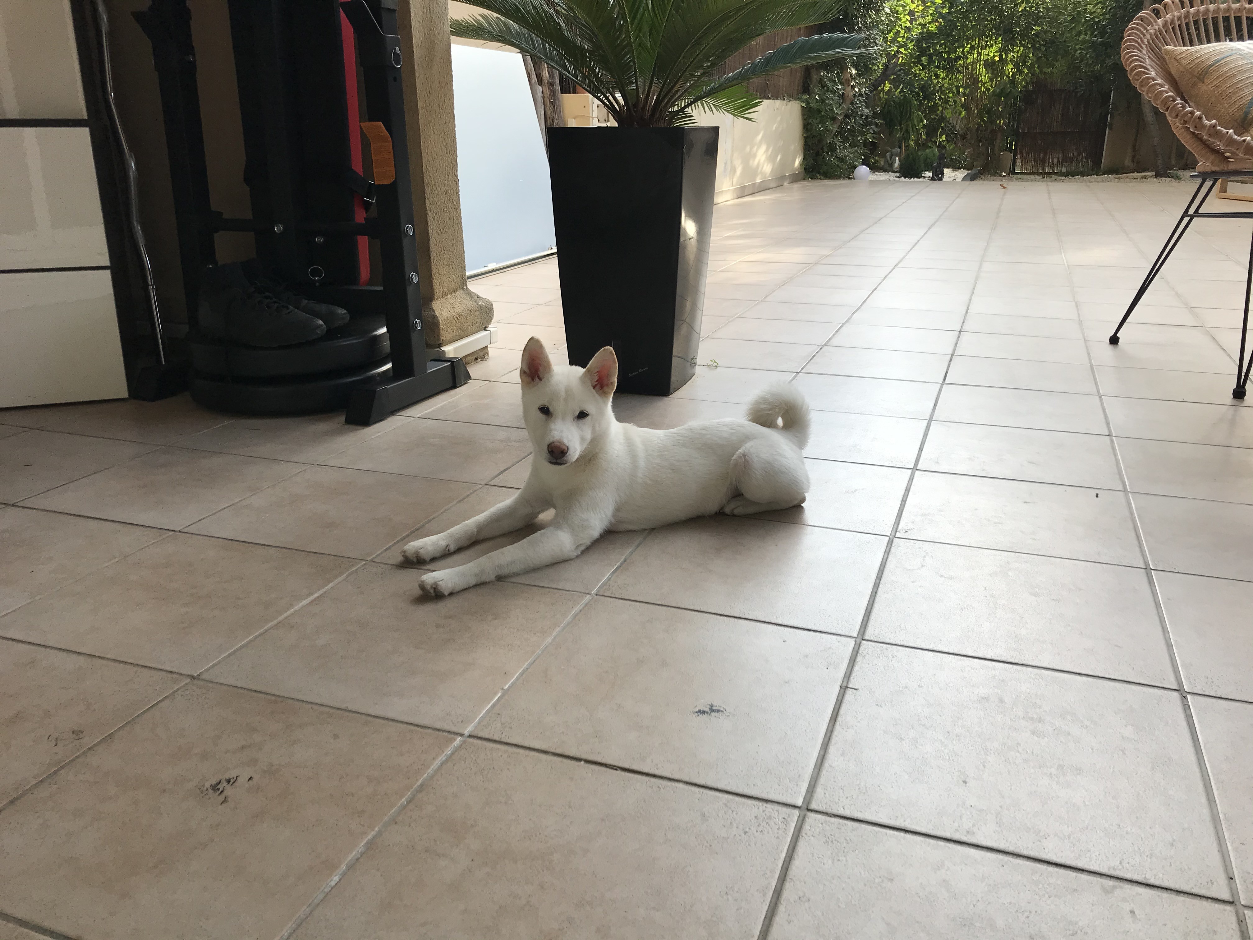 Snow, shiba inu de 5 mois