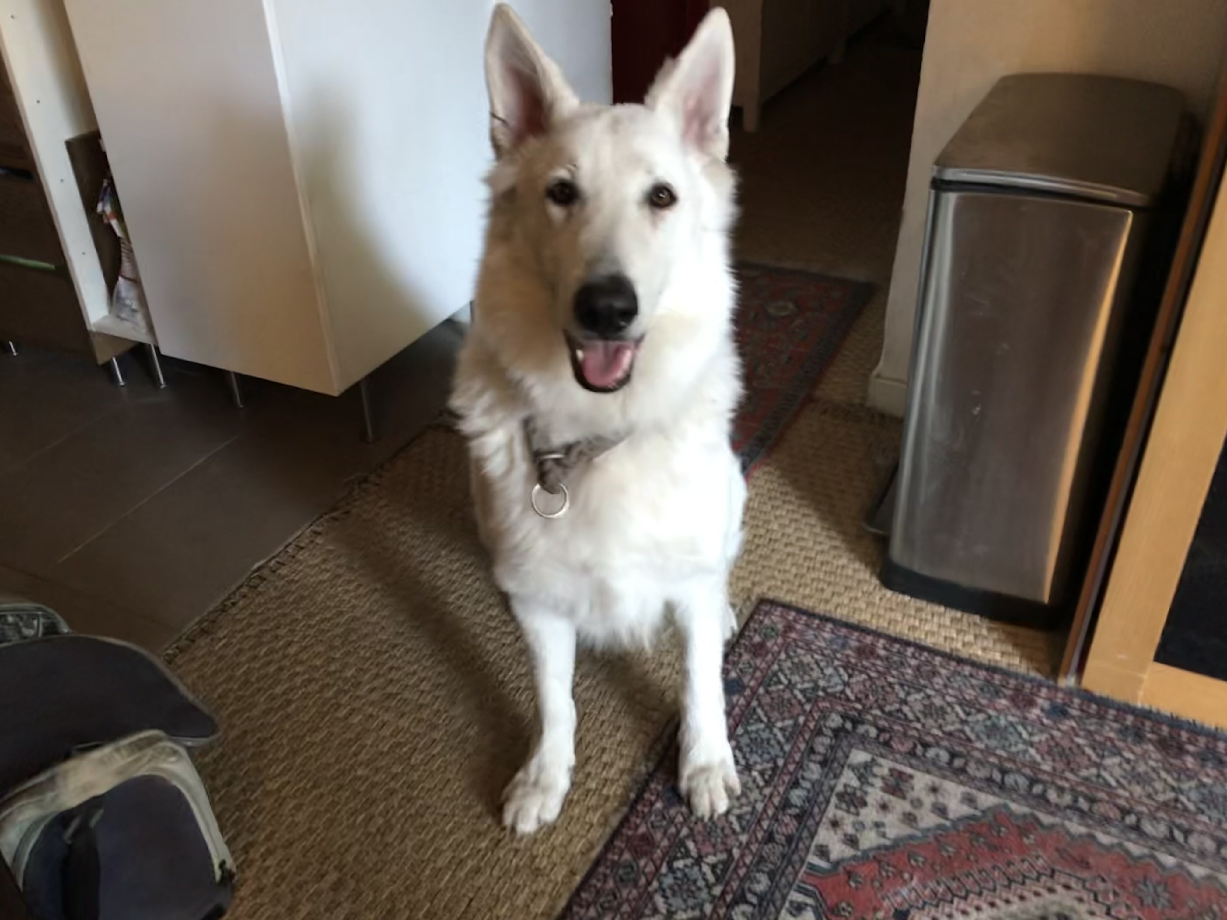 Oscar, berger suisse de 2 ans