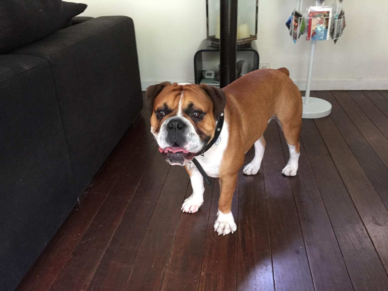 Sumo, old english bulldog 20 mois
