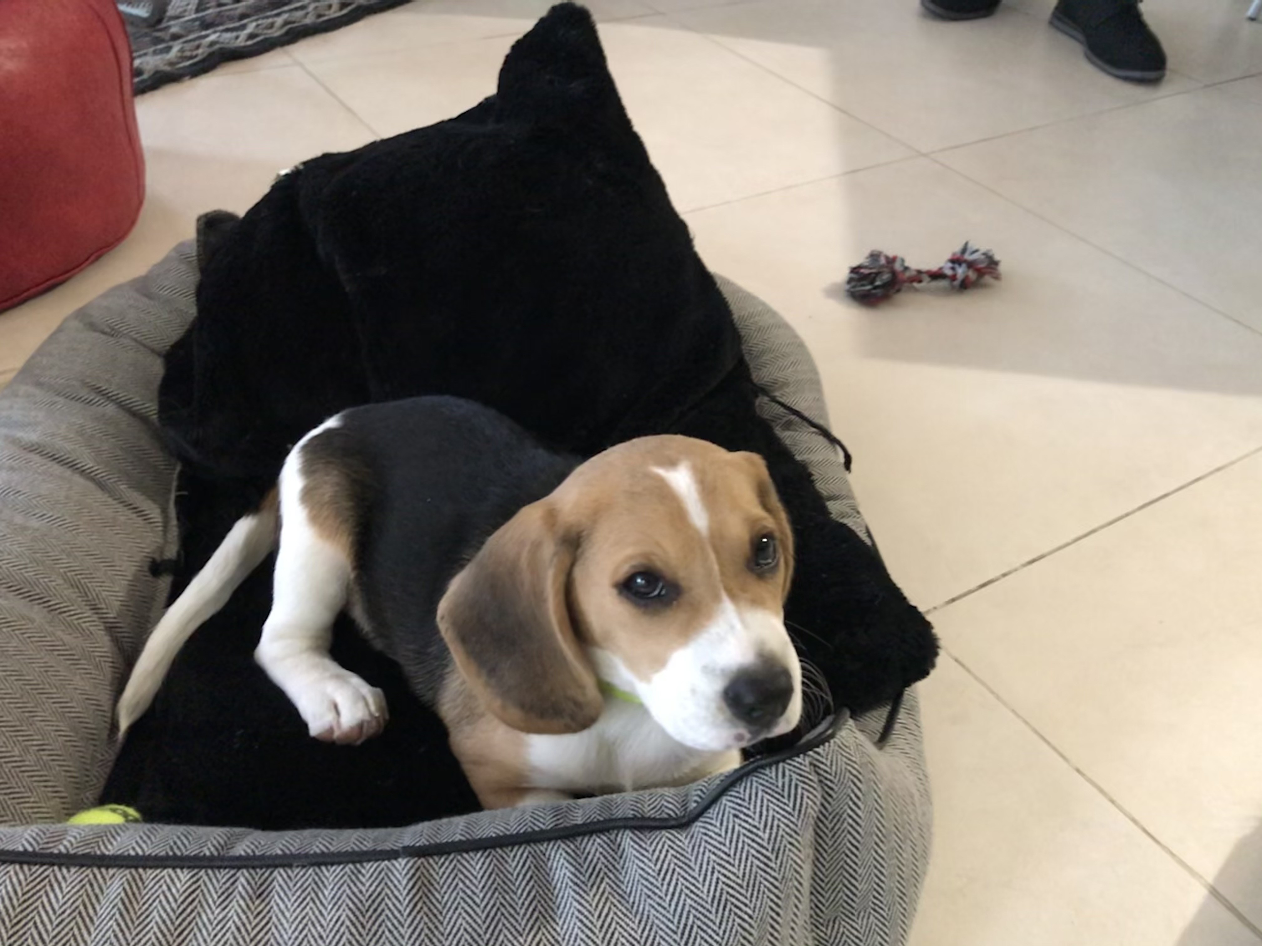 chelby, beagle de 2 mois