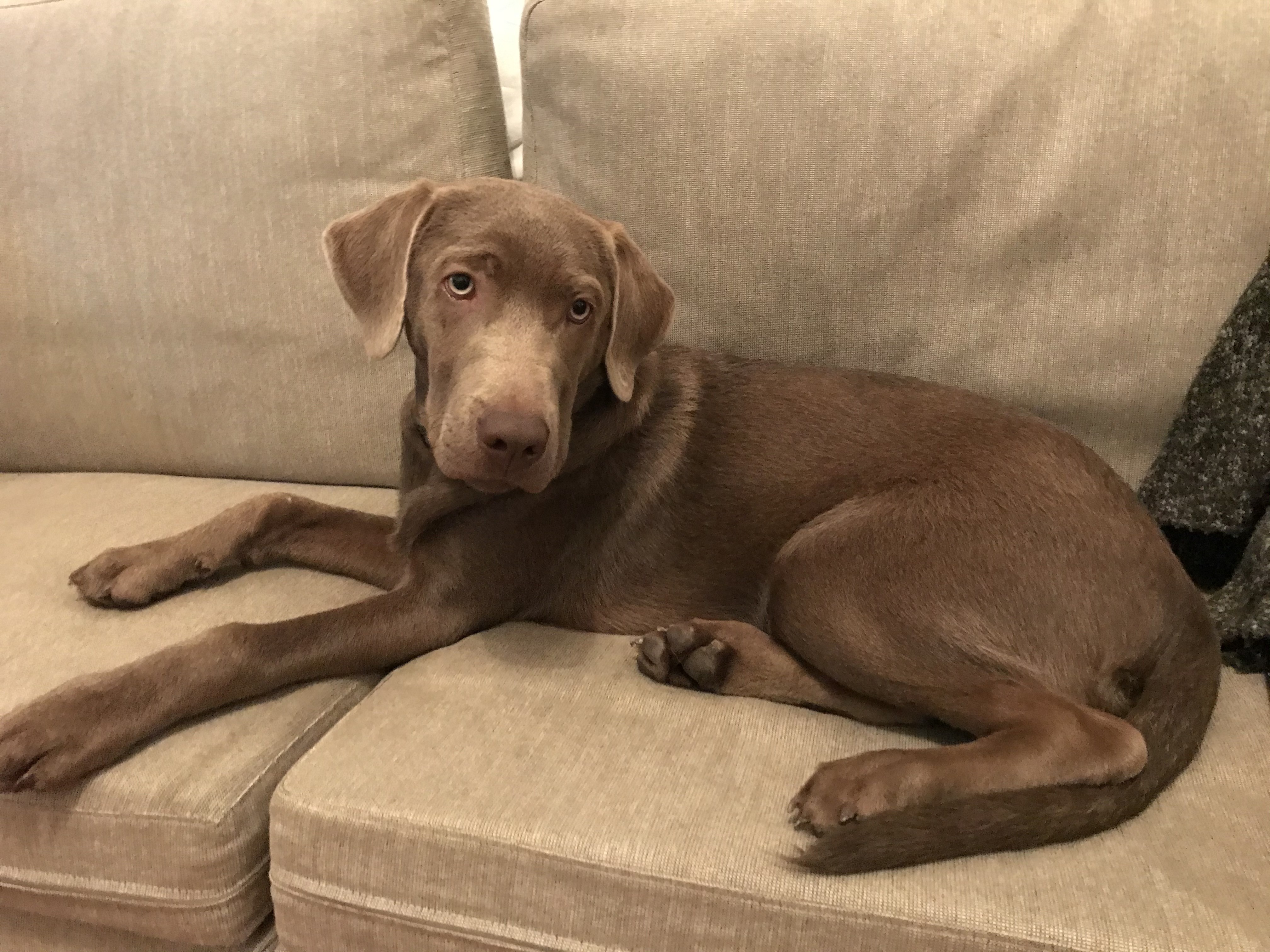 Bobby, labrador silver de 6 mois