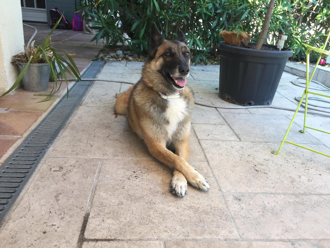 Félicie, malinois de 6 ans