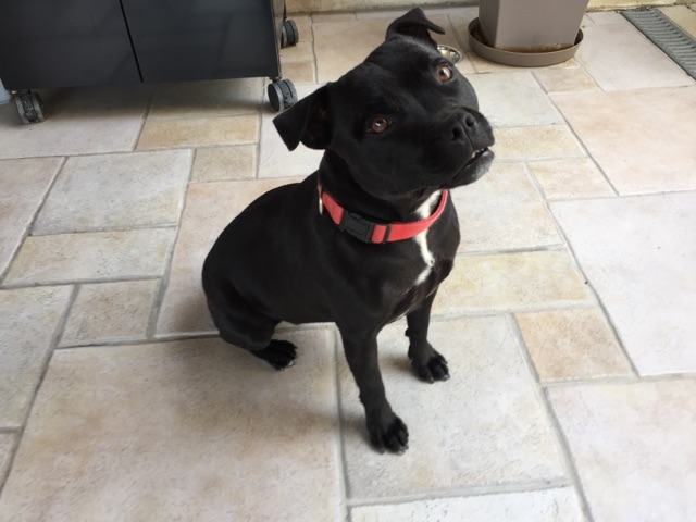 Lana, staffie de  2 ans 1/2