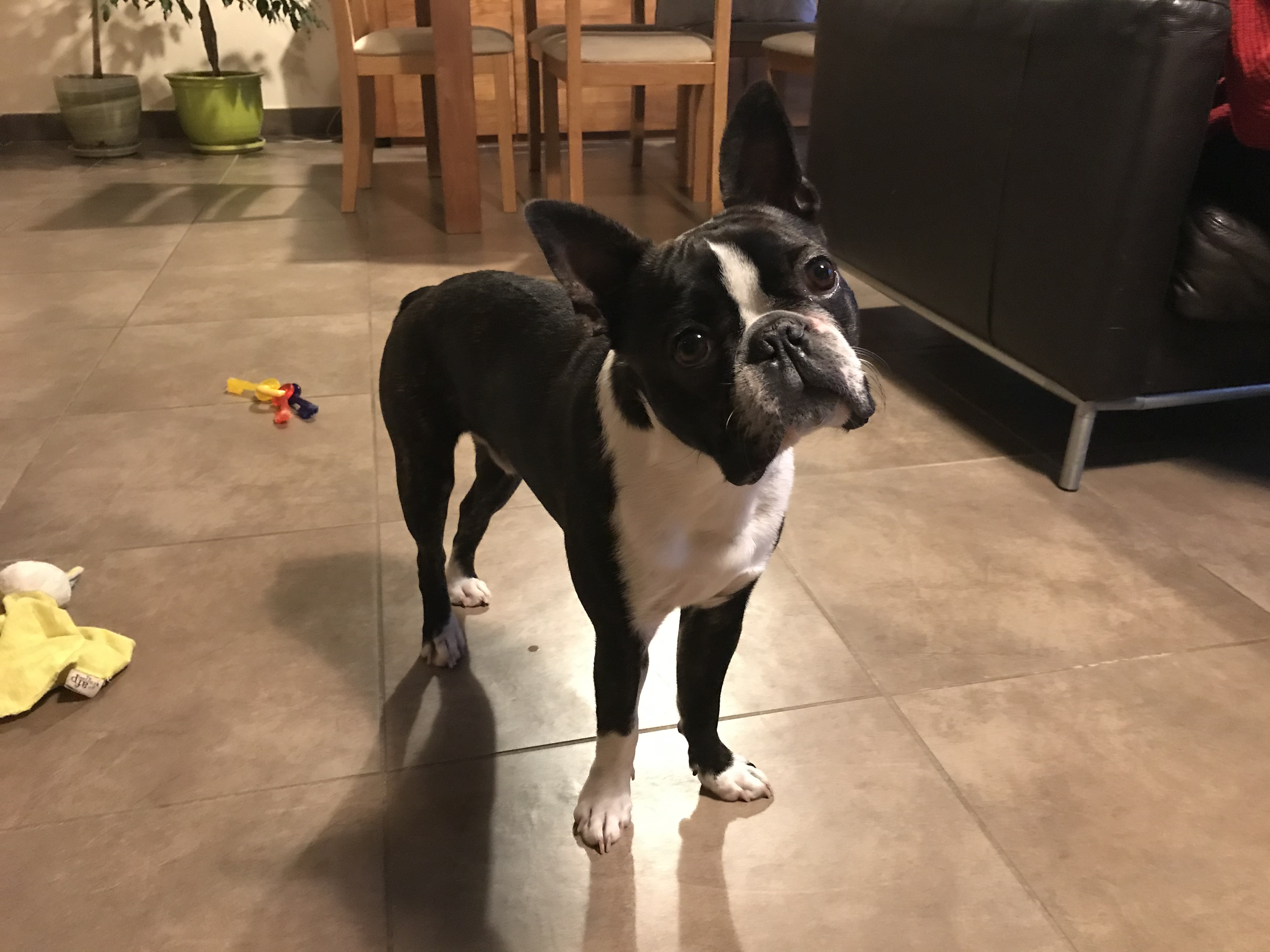 Rush, boston terrier de 8 mois