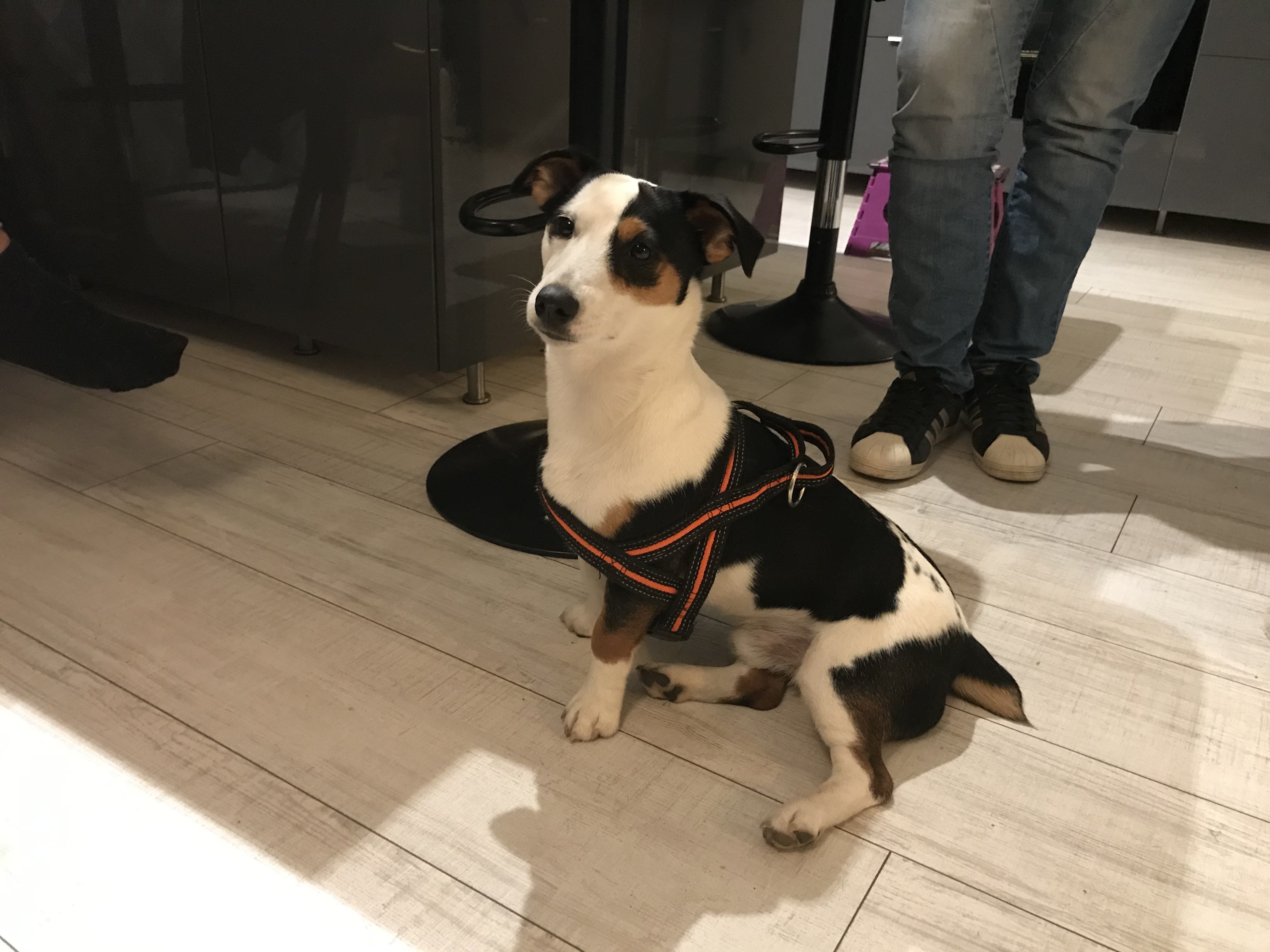 Pooky, jack russel de 1 an