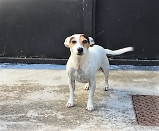 Kooki, jack russel 6 ans