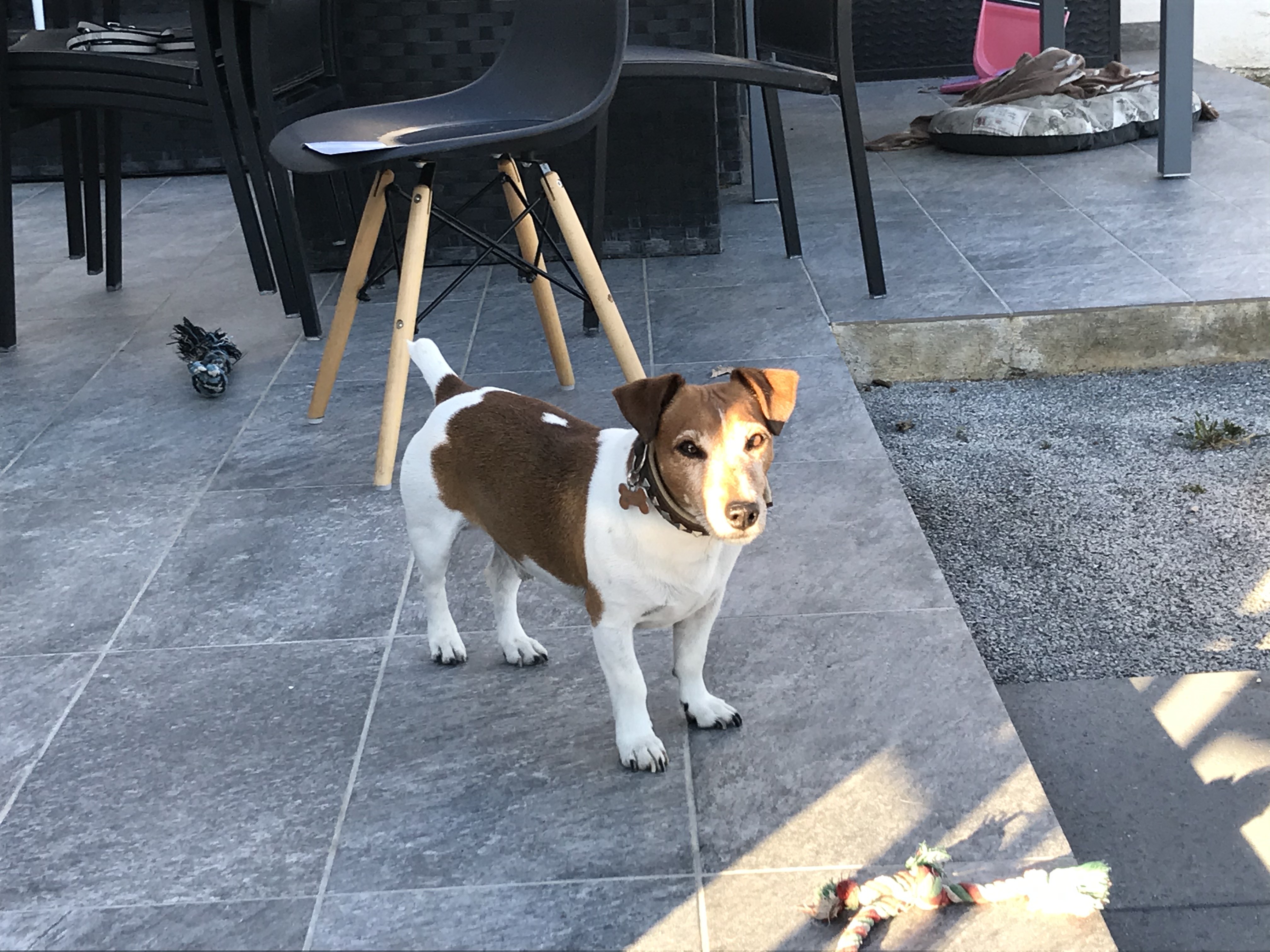 Ios, jack russel de 7 ans